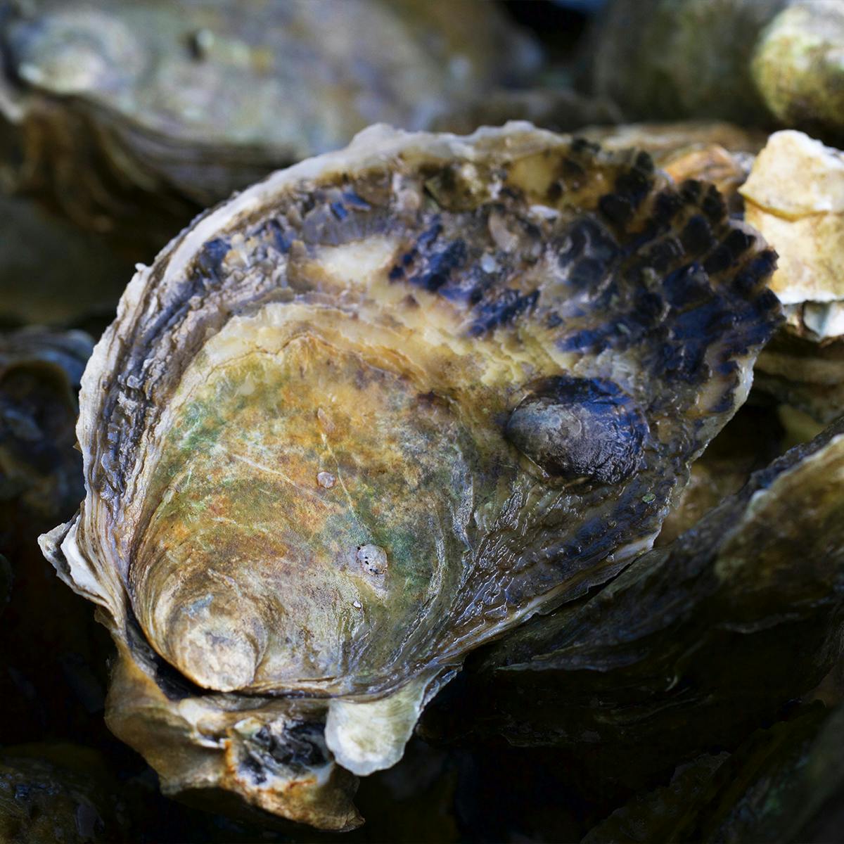 Wellfleet Wild Oysters - 50 Pack by Wellfleet Shellfish Co. - Alternate image 1