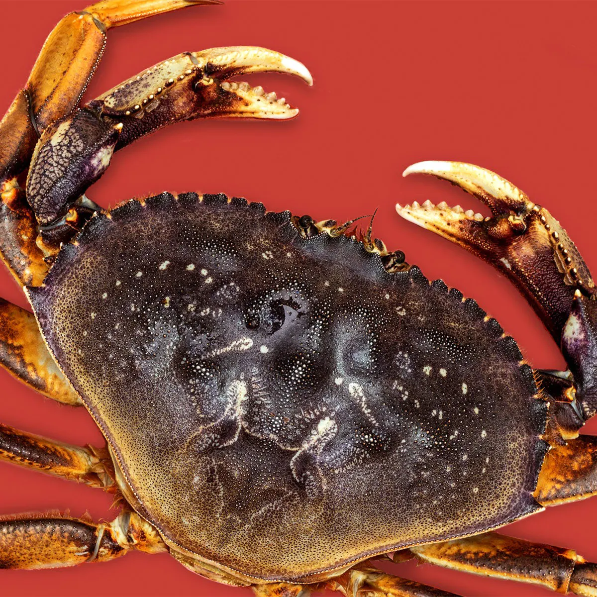 Whole Live Dungeness Crab by Aqua Best | Goldbelly