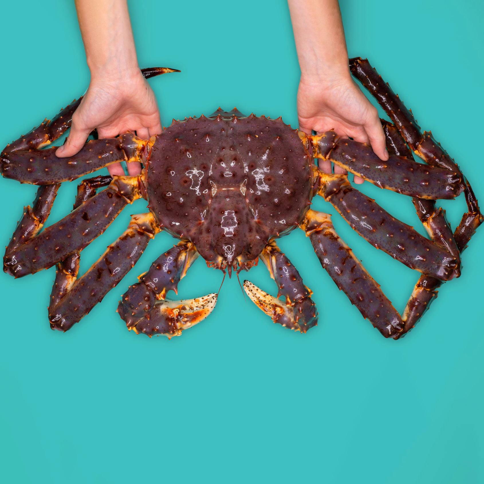 King Crab Legs by Aqua Best