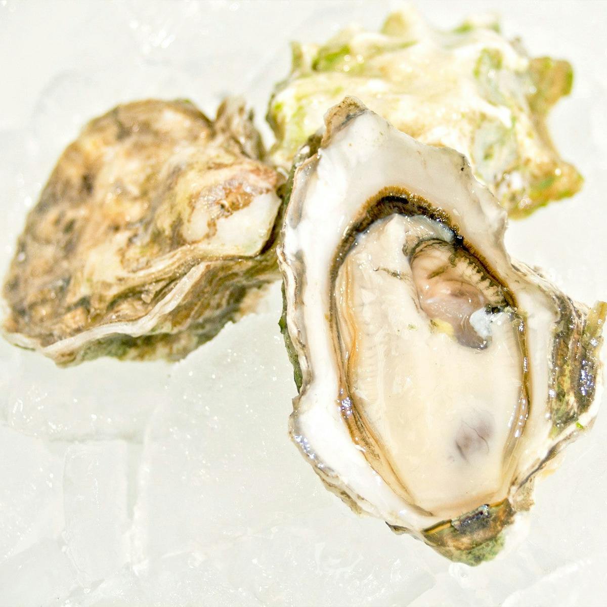 Seasonal Oysters + Scallops - Choose Your Own by Aqua Best - Alternate image 2