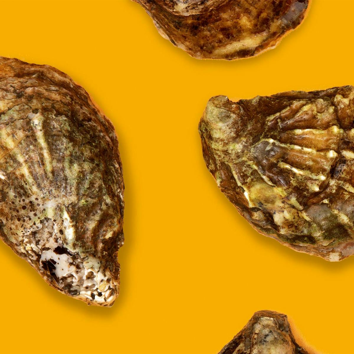 Seasonal Oysters + Scallops - Choose Your Own by Aqua Best - Alternate image 1