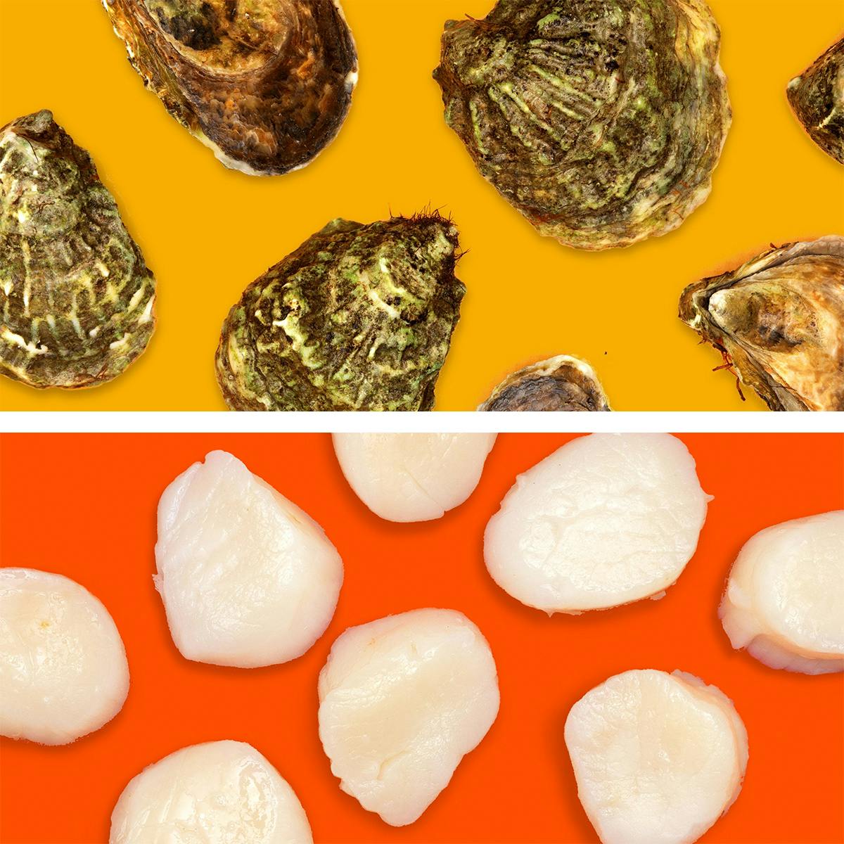 Seasonal Oysters + Scallops - Choose Your Own by Aqua Best