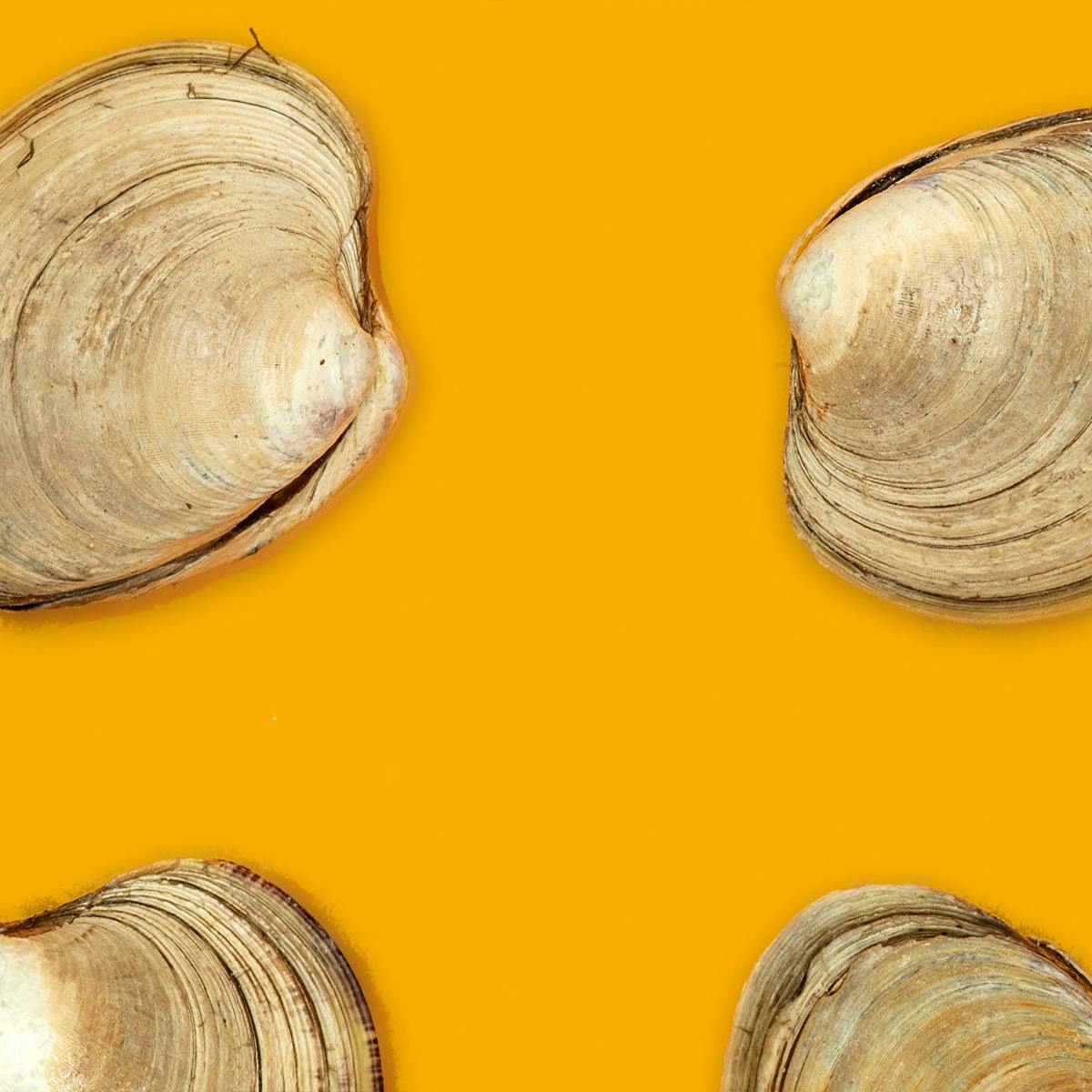 Clams - Choose Your Own by Aqua Best - Alternate image 3