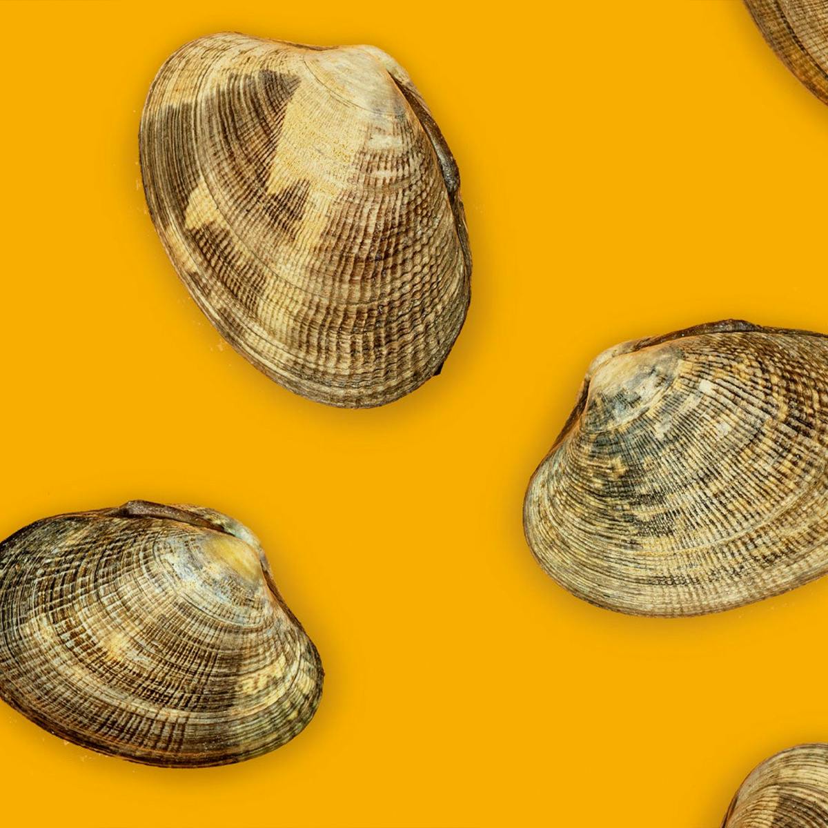 Clams - Choose Your Own by Aqua Best