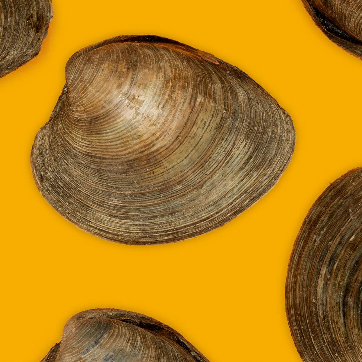 Clams - Choose Your Own by Aqua Best - Alternate image 2