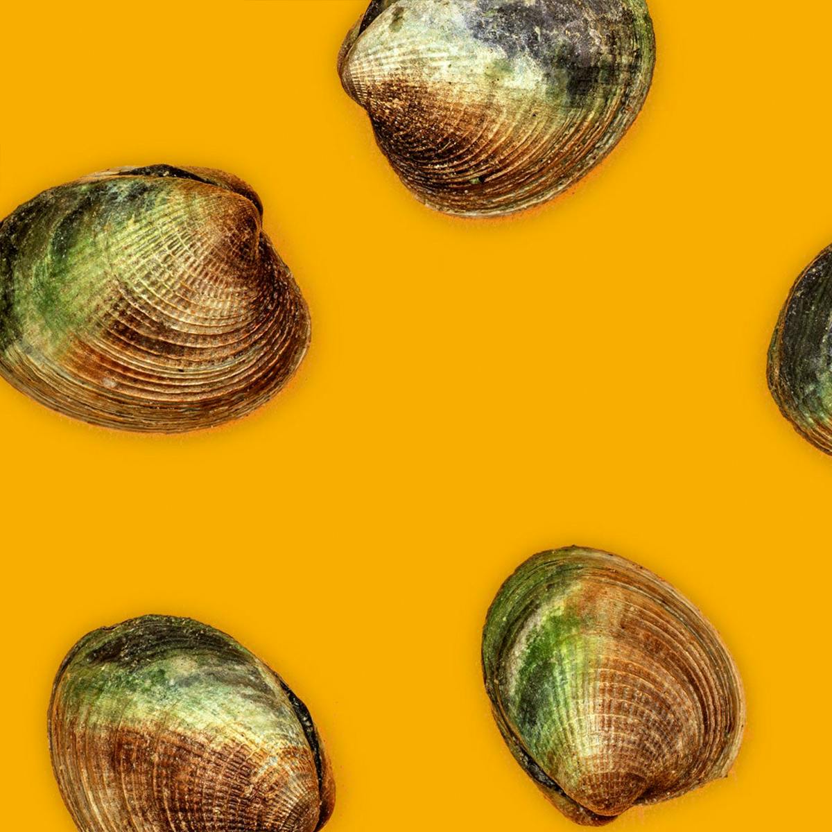 Clams - Choose Your Own by Aqua Best - Alternate image 1