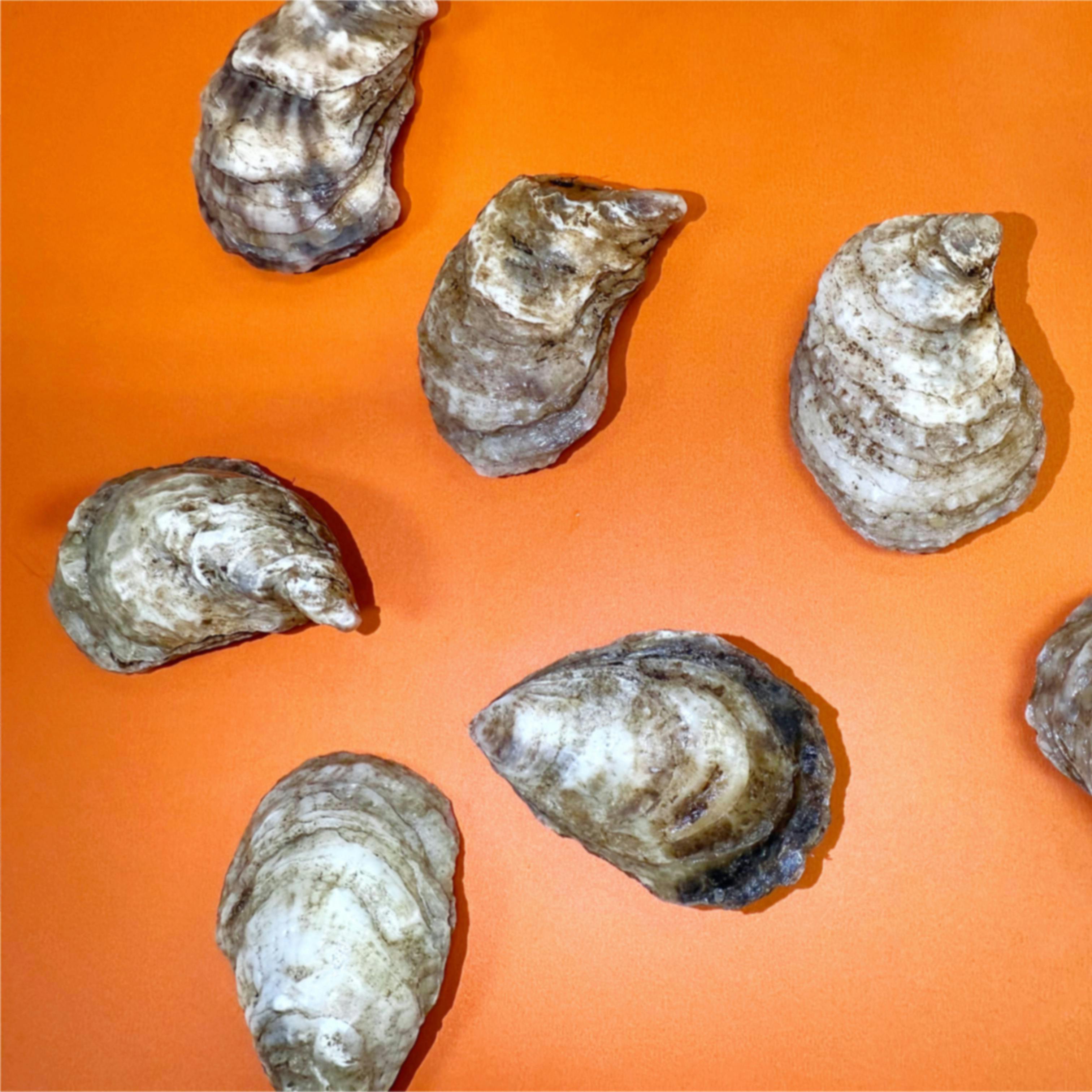 Chef's Favorite Shellfish Box by Aqua Best - Alternate image 1