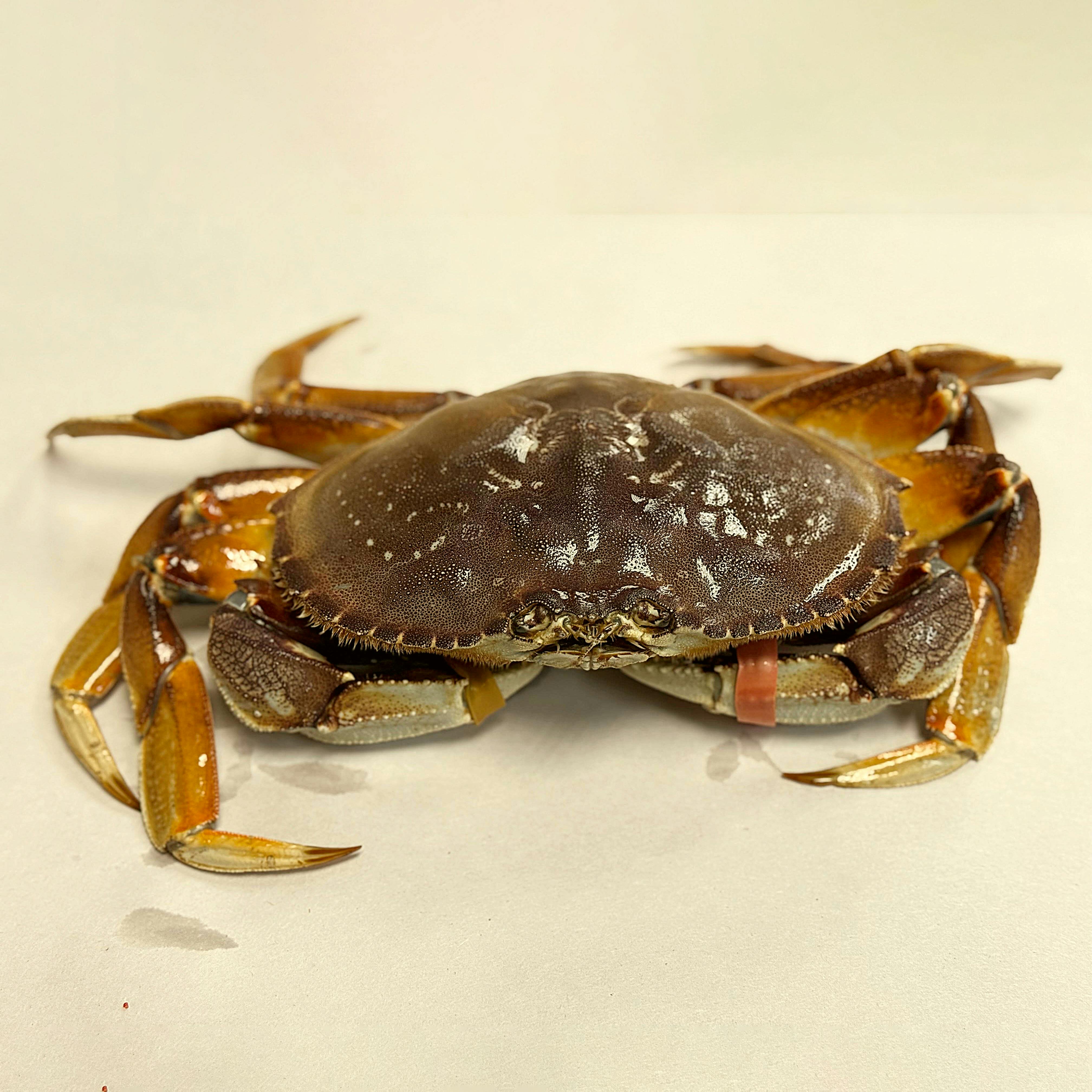 Whole Live Dungeness Crab by Aqua Best