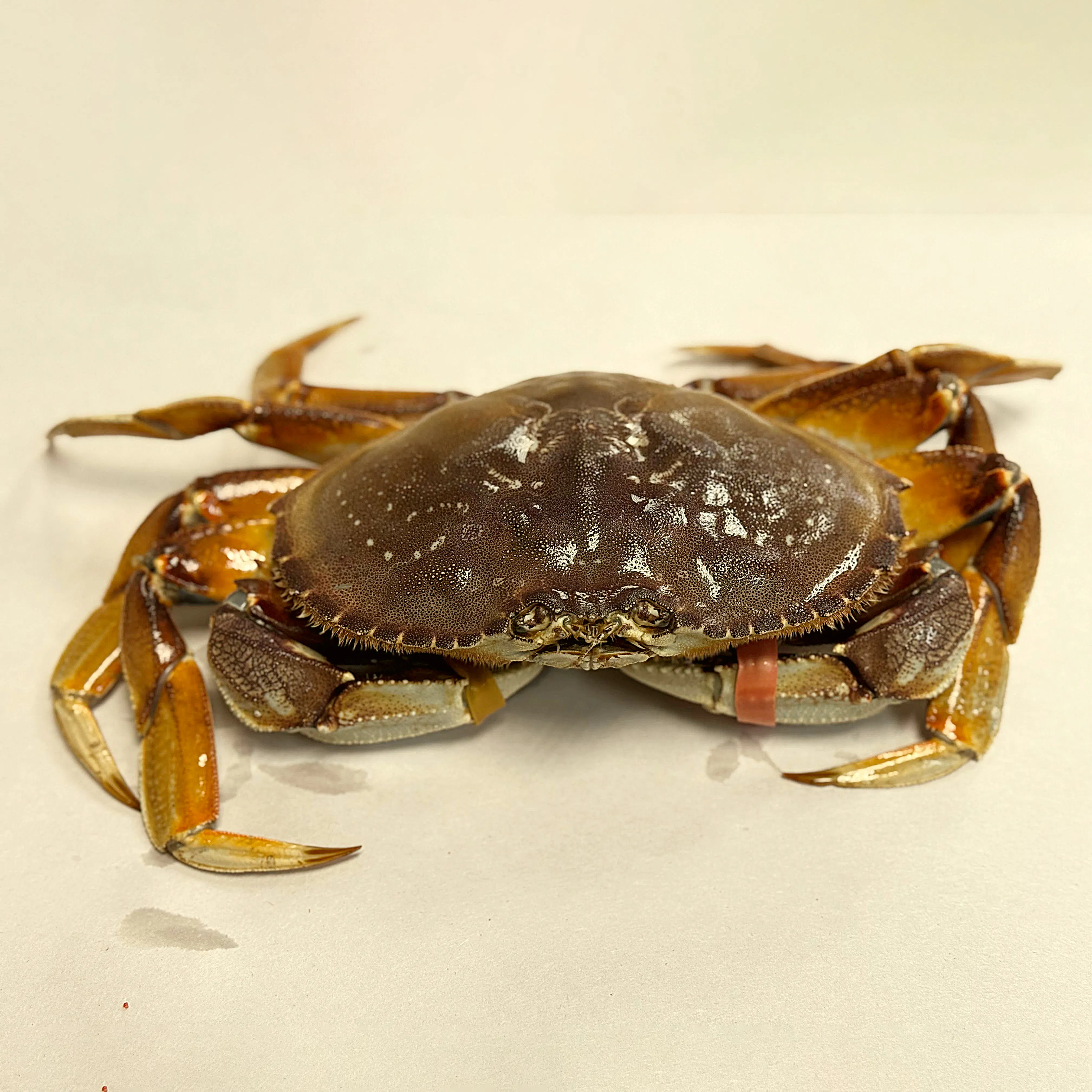 Whole Live Dungeness Crab by Aqua Best | Goldbelly
