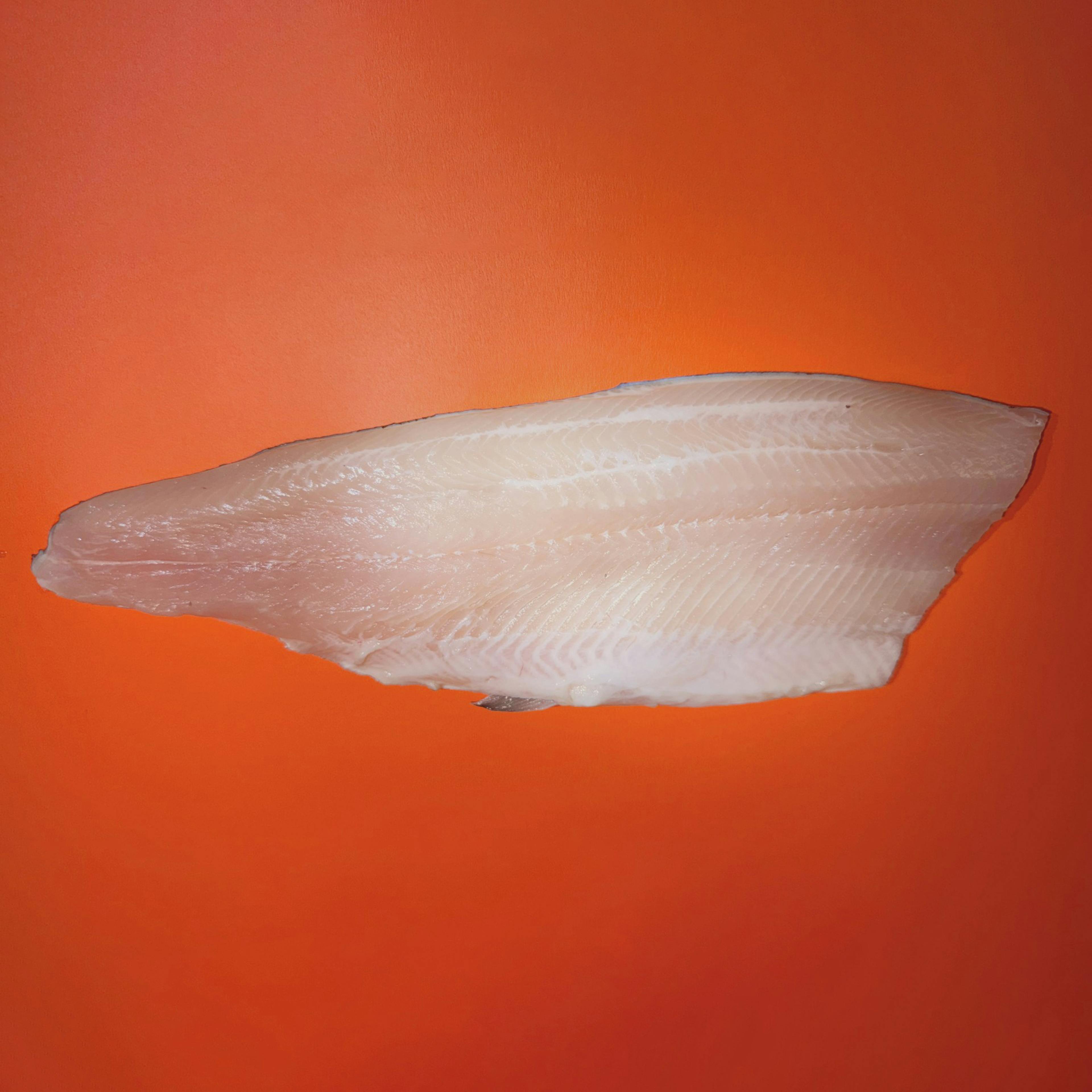 Trout Fillet - 2 Pack by Aqua Best