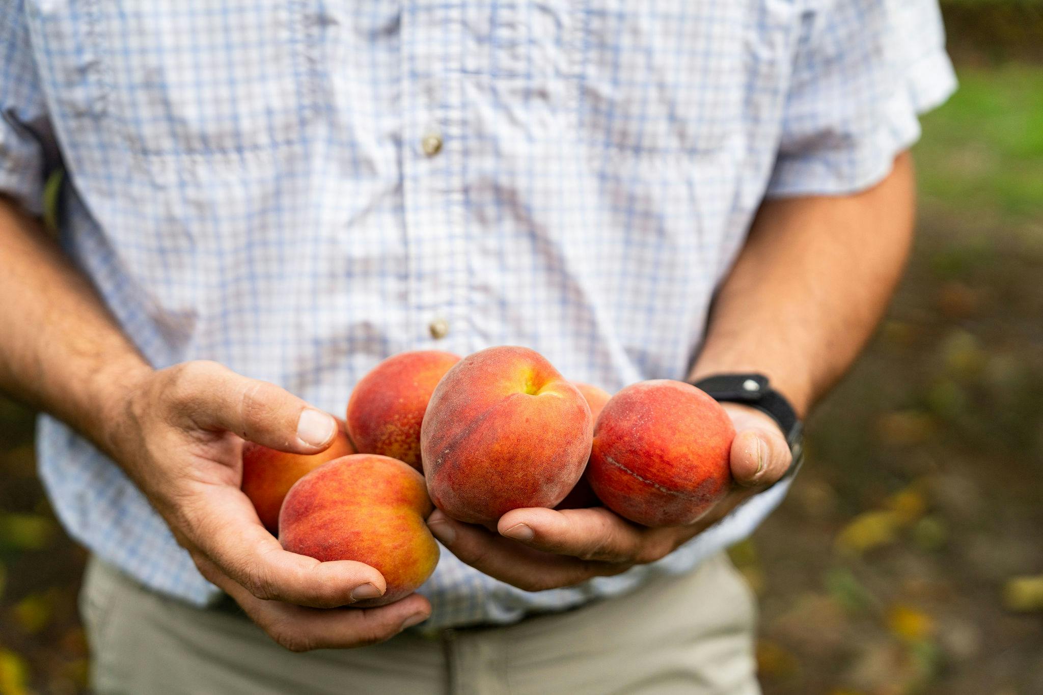 Georgia Peaches Gift Box - 26 Pack by Pearson Farm - Alternate image 3