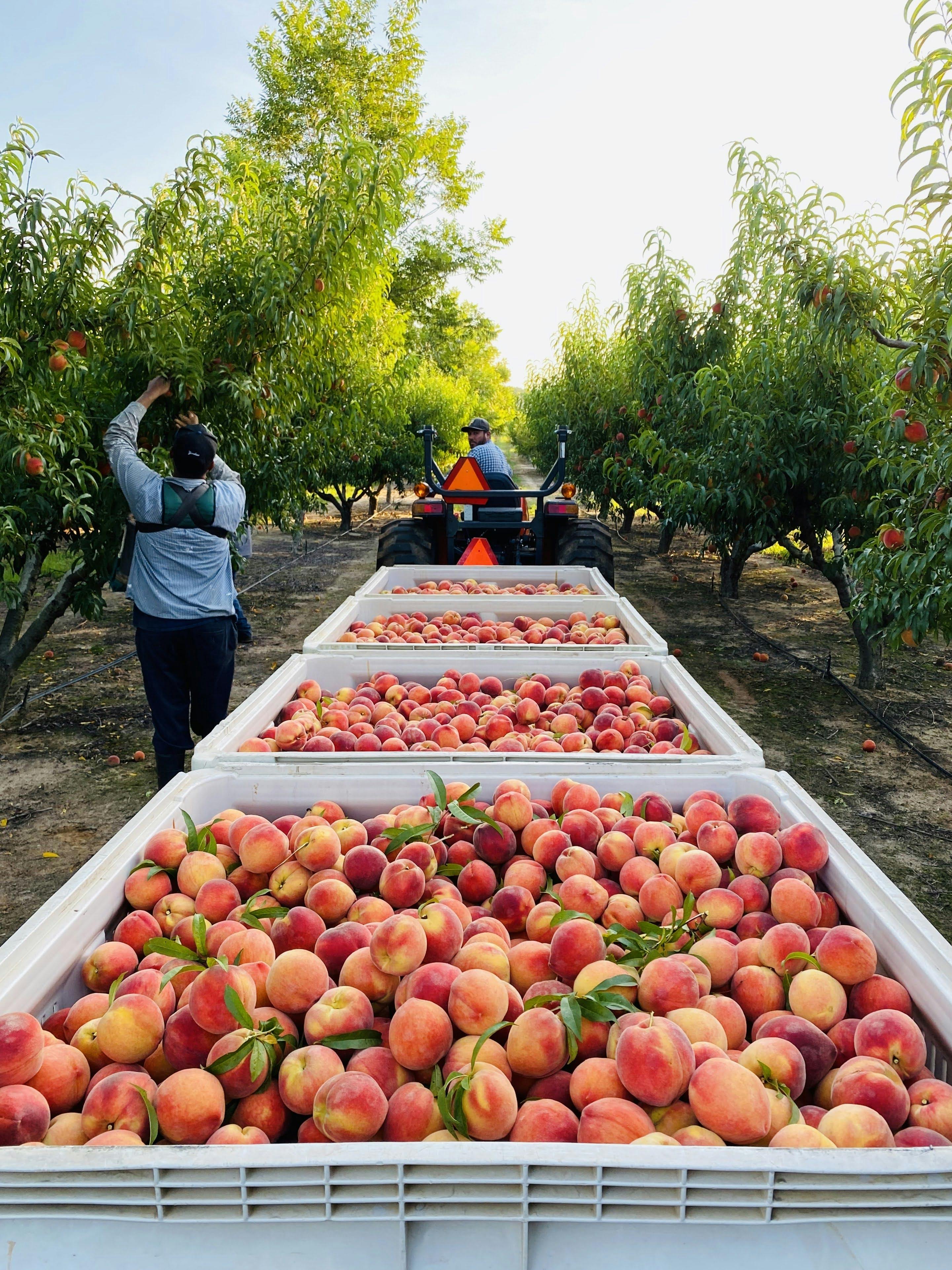 Georgia Peaches Gift Box - 26 Pack by Pearson Farm - Alternate image 7