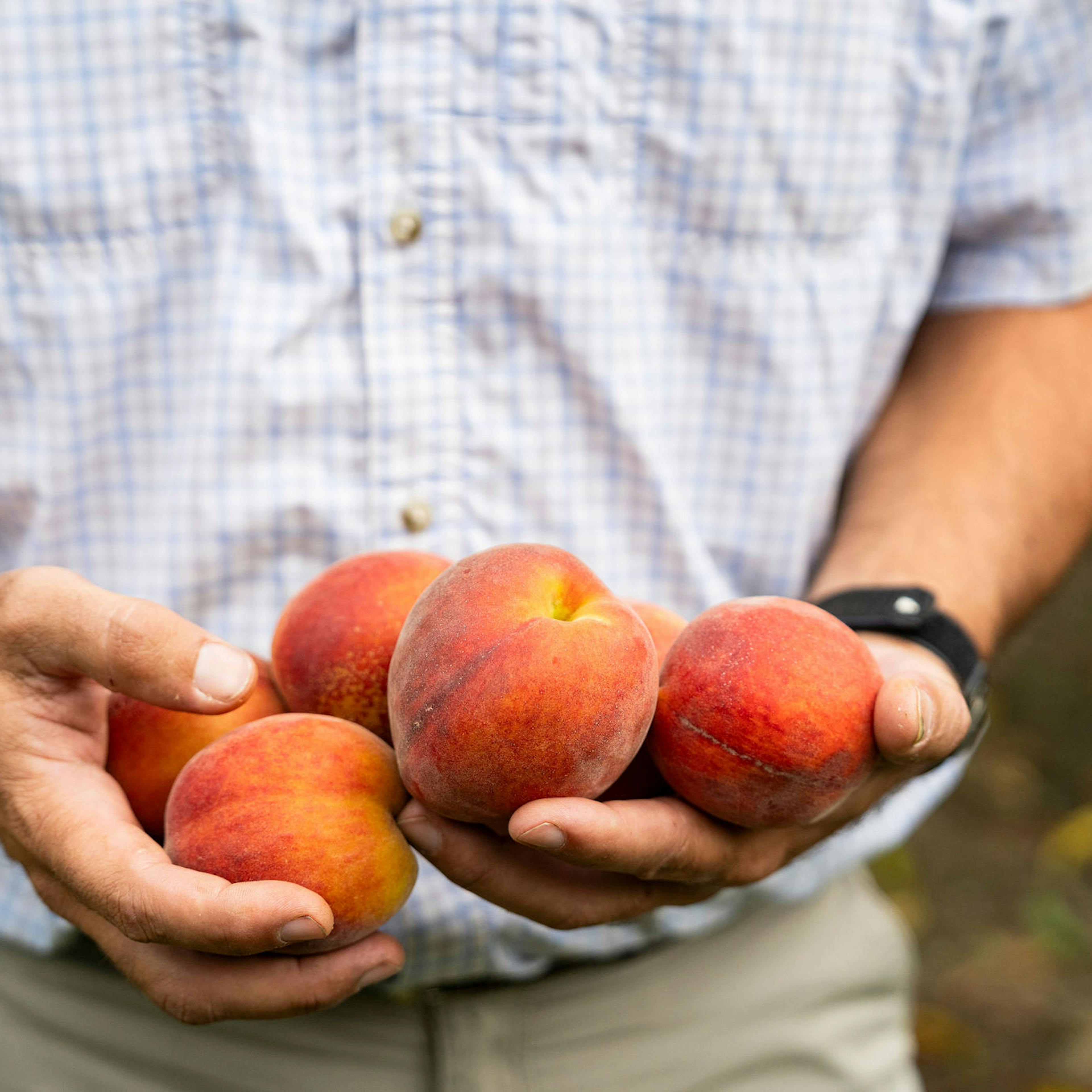 Georgia Peaches Gift Box - 13 Pack by Pearson Farm - Alternate image 1