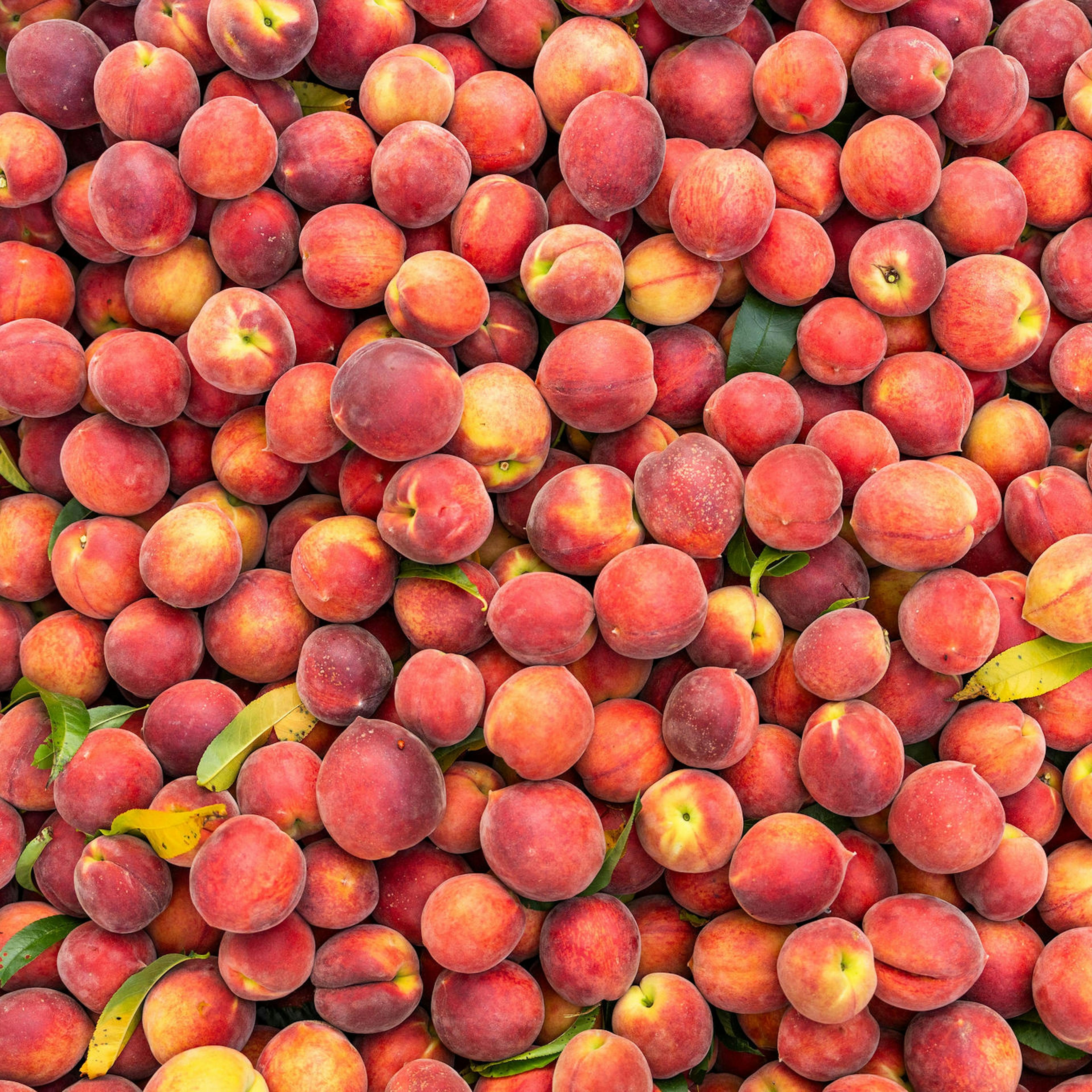 Georgia Peaches Gift Box - 13 Pack by Pearson Farm - Alternate image 3