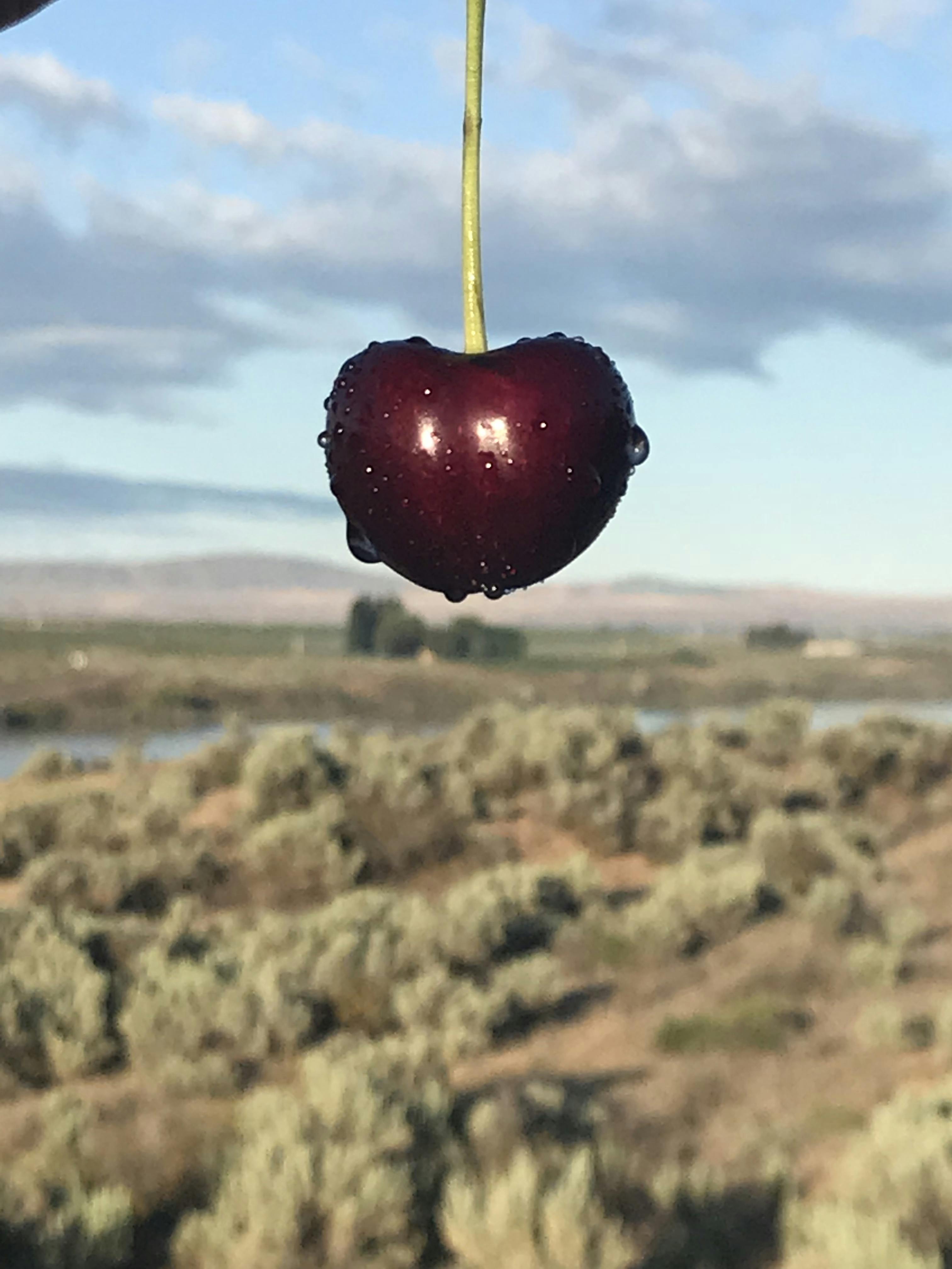 Fresh Jumbo Premium Sweet Cherries - 5 lbs. by Chelan Fresh Farms - Alternate image 3