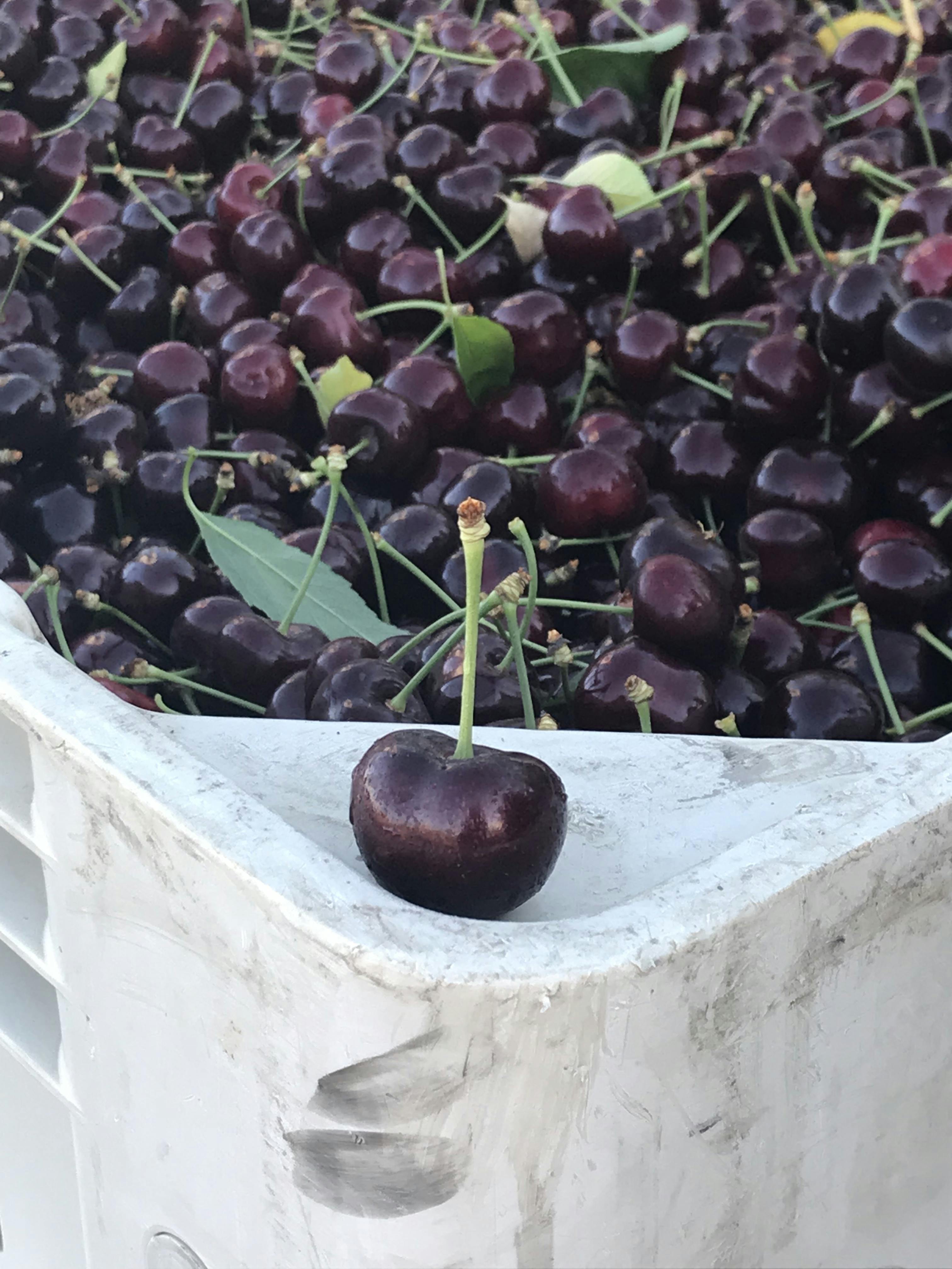 Fresh Jumbo Premium Sweet Cherries - 5 lbs. by Chelan Fresh Farms - Alternate image 5