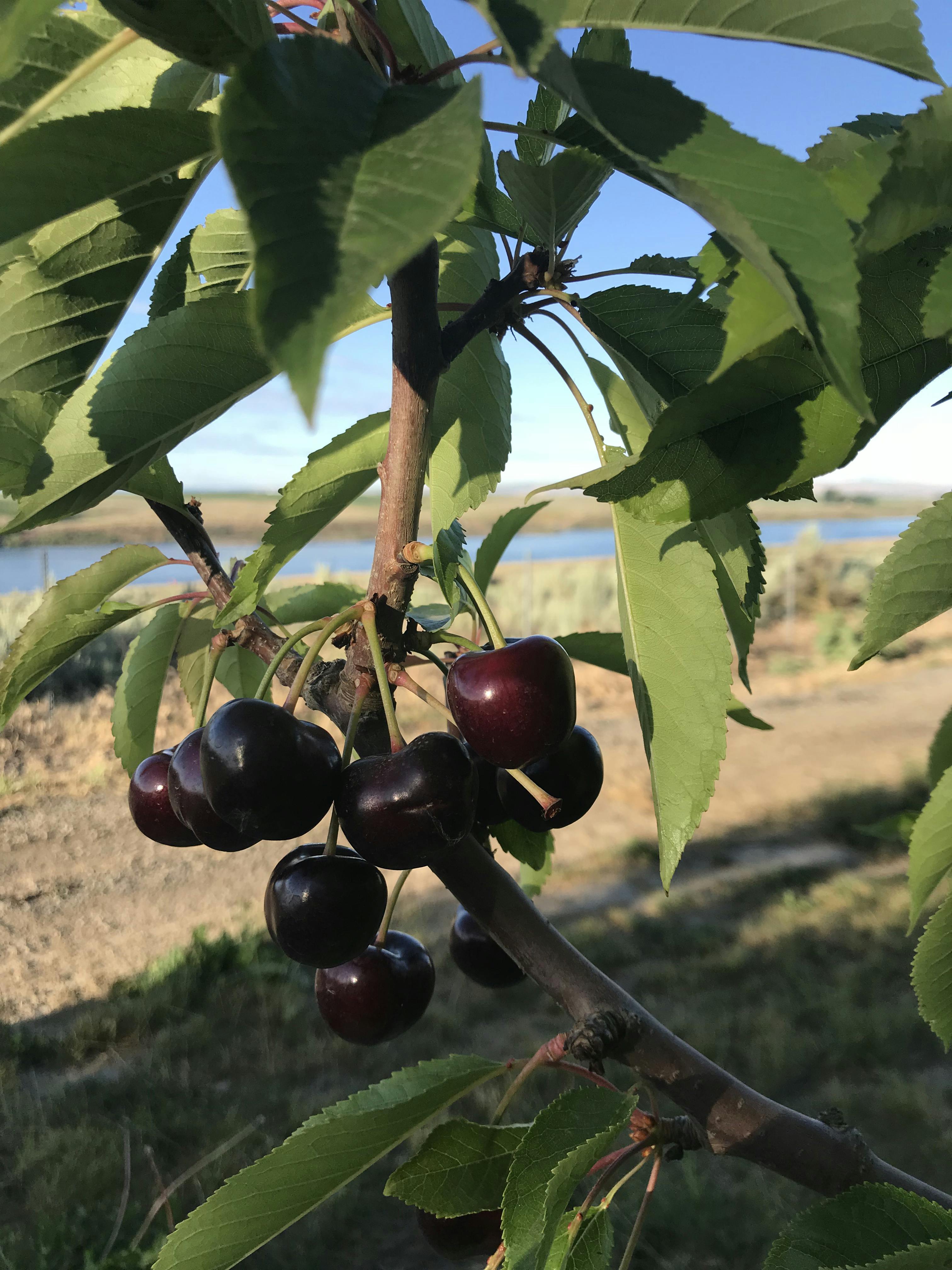 Fresh Jumbo Premium Sweet Cherries - 5 lbs. by Chelan Fresh Farms - Alternate image 2