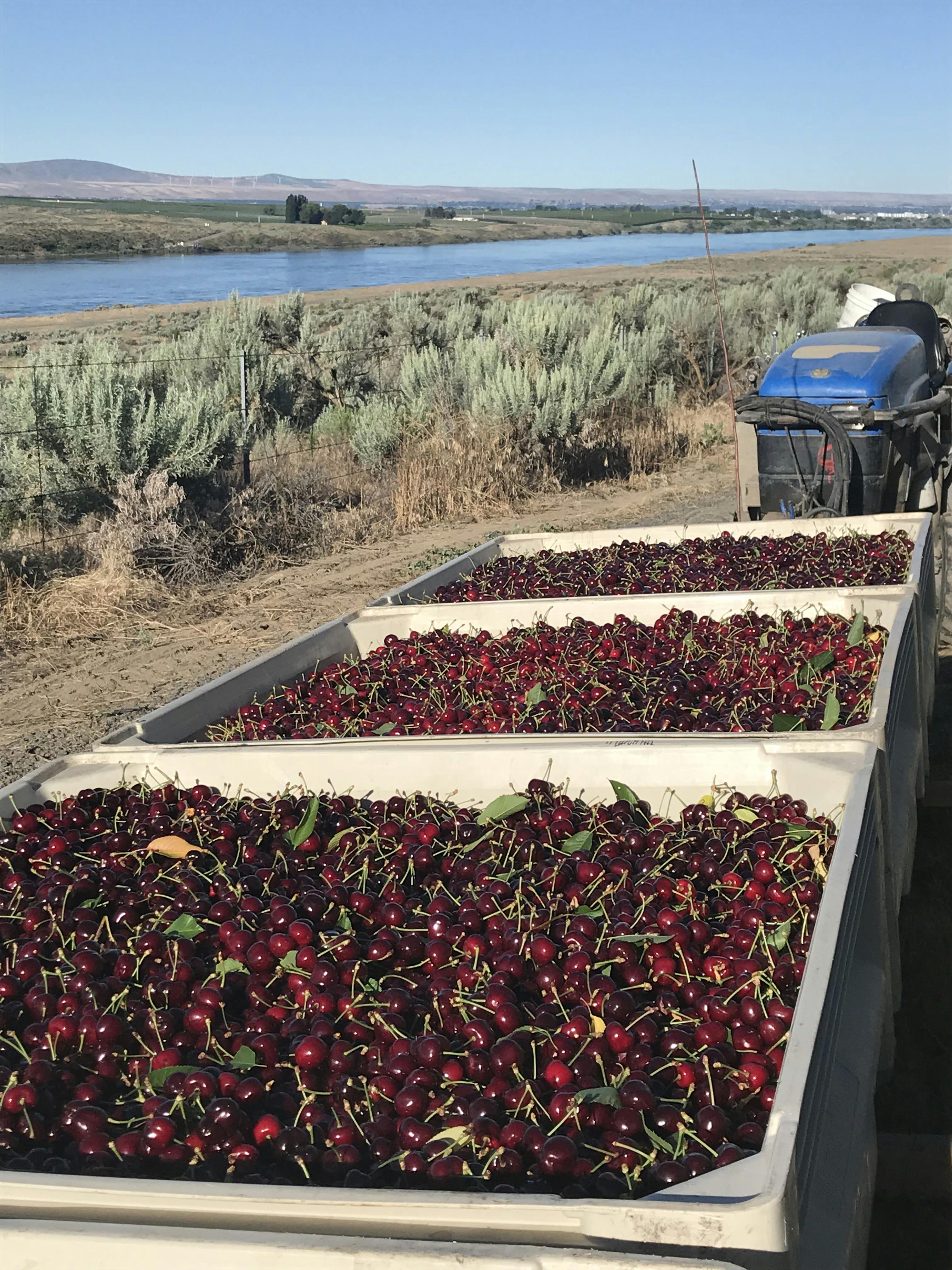 Fresh Jumbo Premium Sweet Cherries - 5 lbs. by Chelan Fresh Farms - Alternate image 4