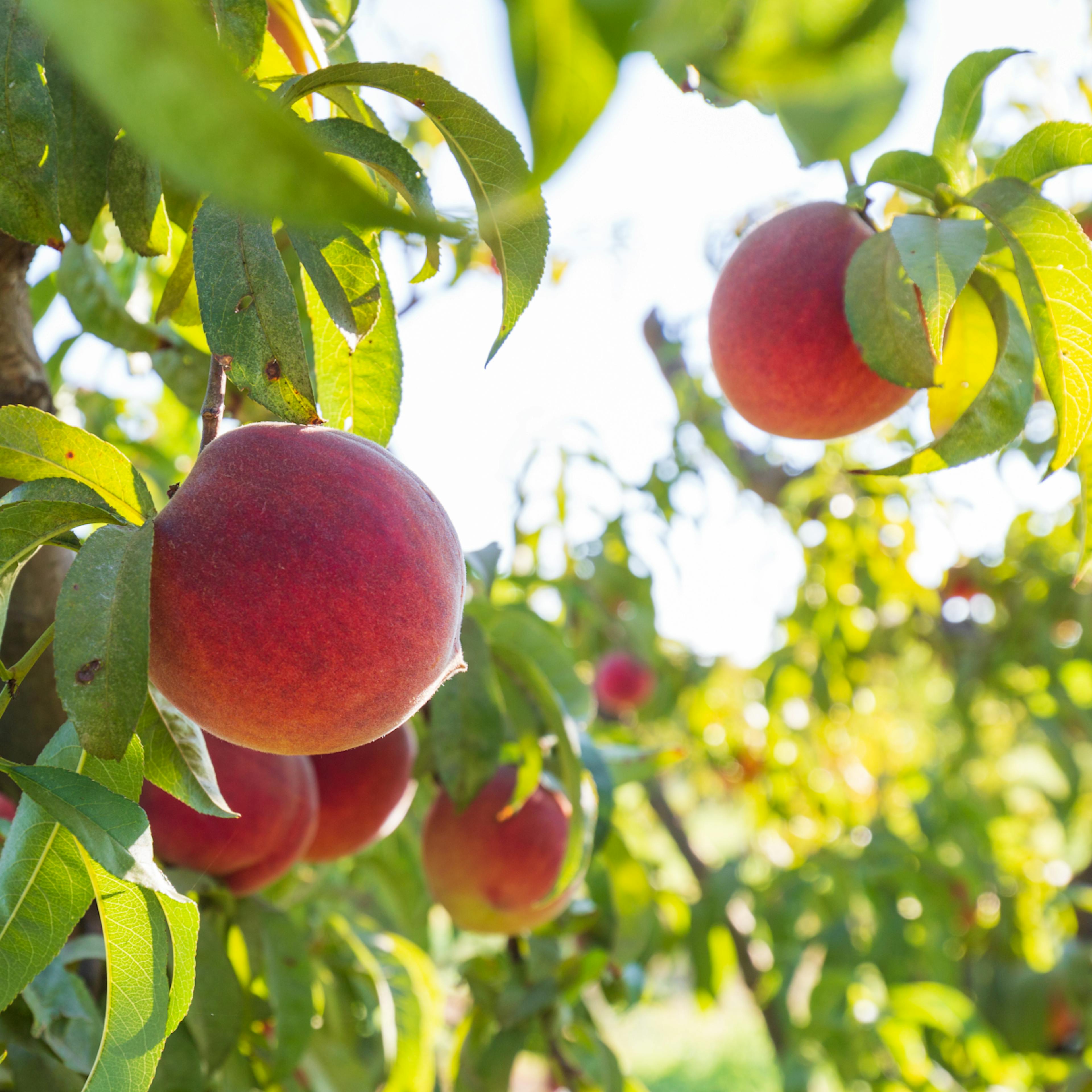 Organic Yellow Peaches by Frog Hollow Farm - Alternate image 3