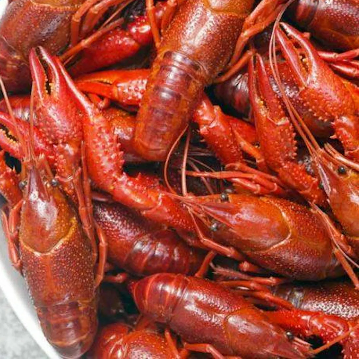 Crawfish - 5 lbs. by Cameron's Seafood