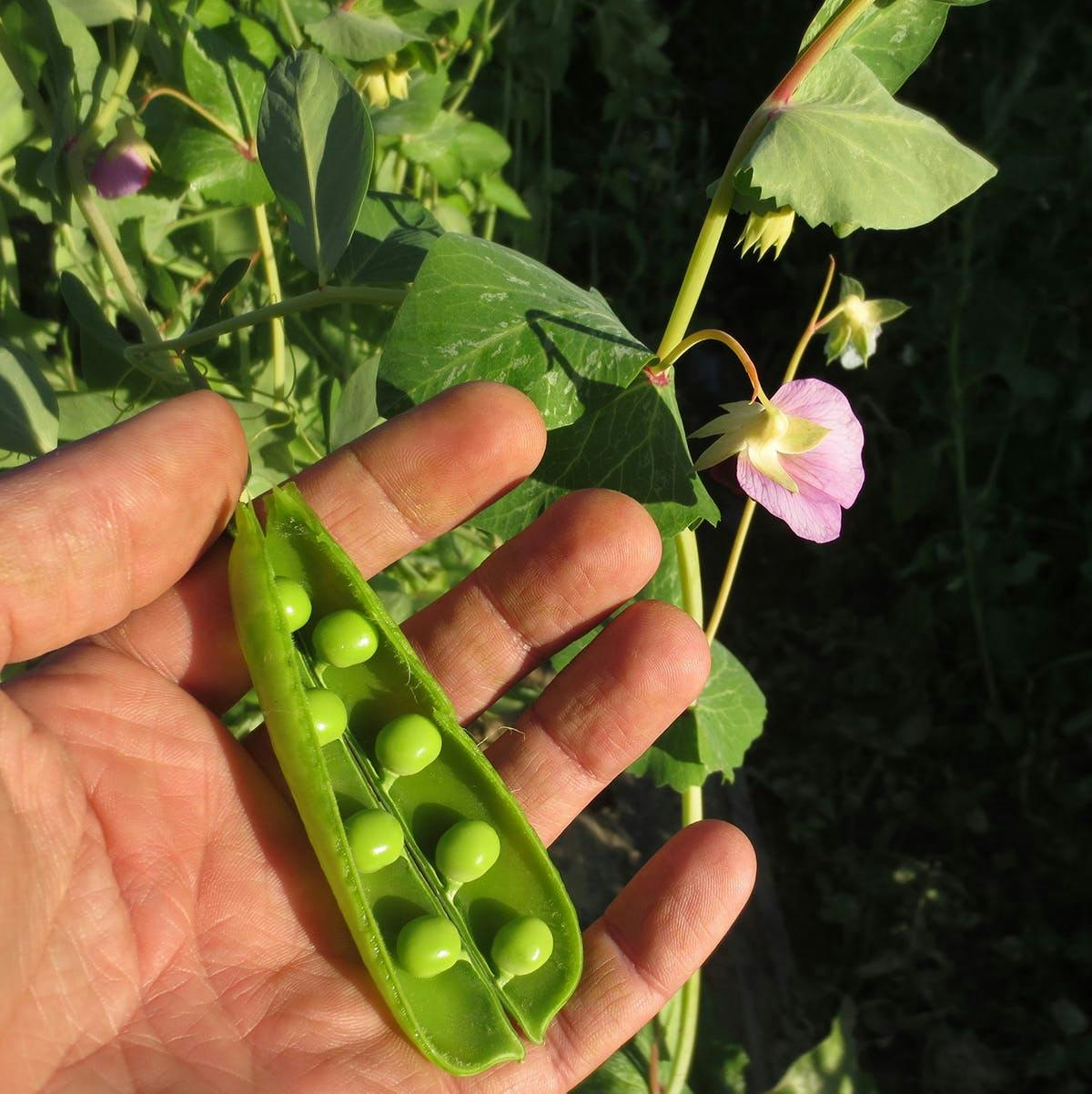 Farm Sampler Box by Norwich Meadows Farm - Alternate image 6