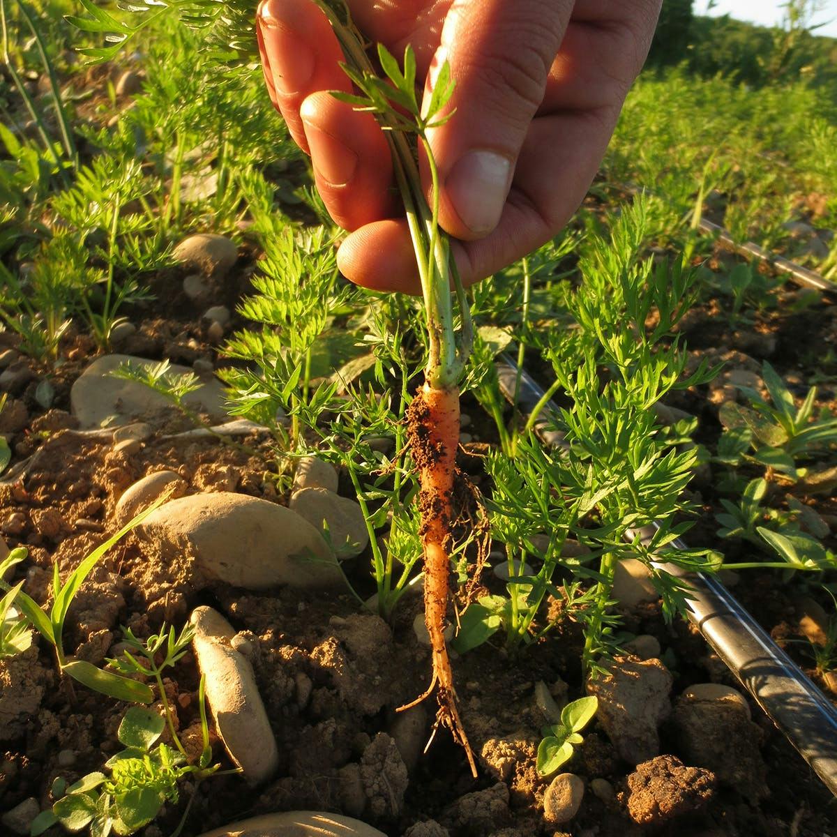 Farm Sampler Box by Norwich Meadows Farm - Alternate image 2