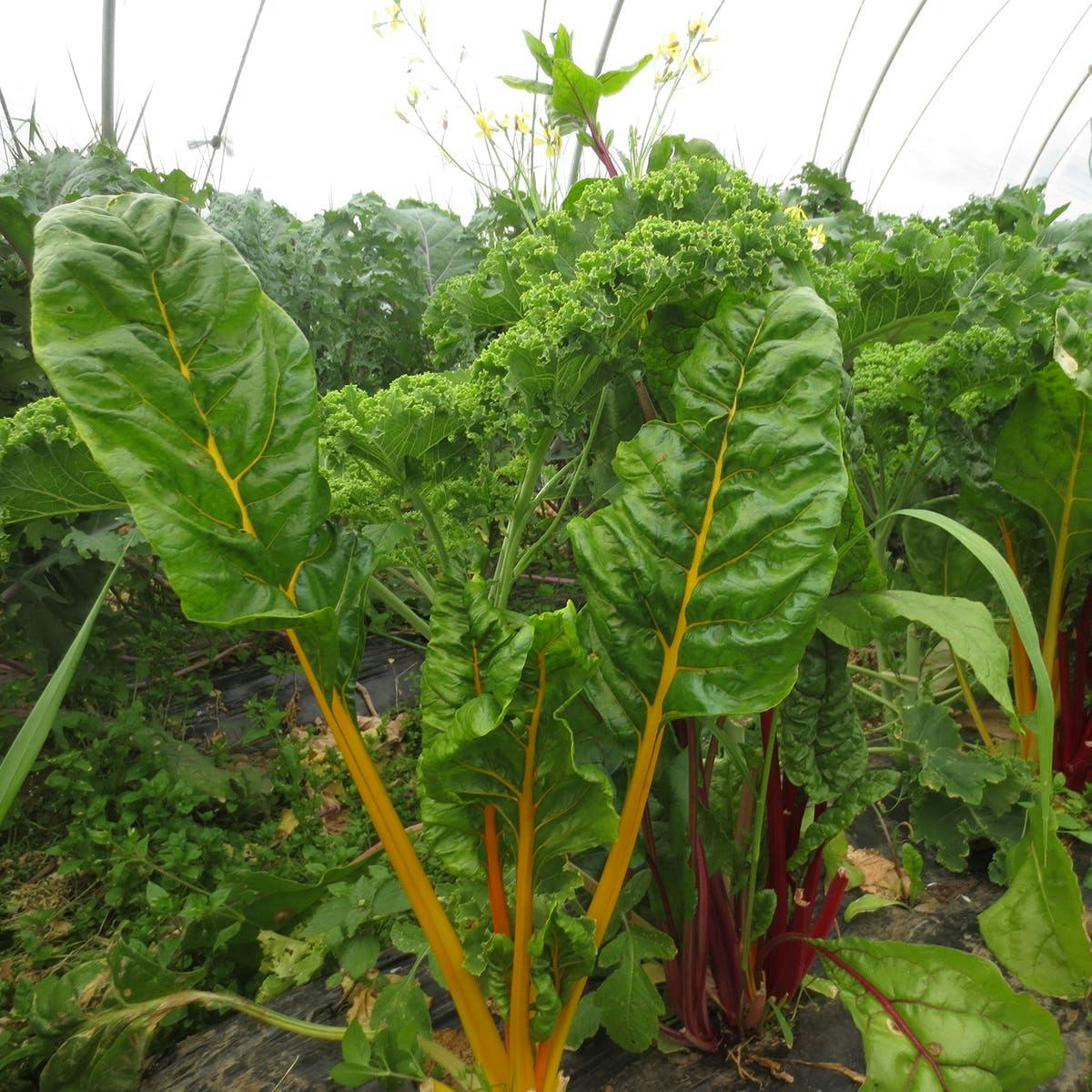 Farm Sampler Box by Norwich Meadows Farm - Alternate image 1