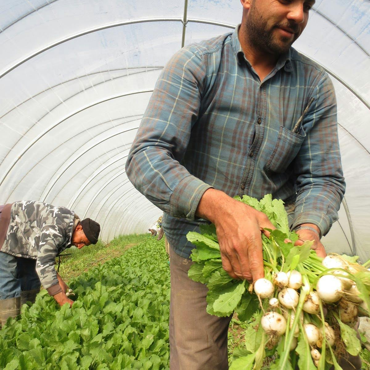 Chef's Sampler Produce Box by Norwich Meadows Farm - Alternate image 4