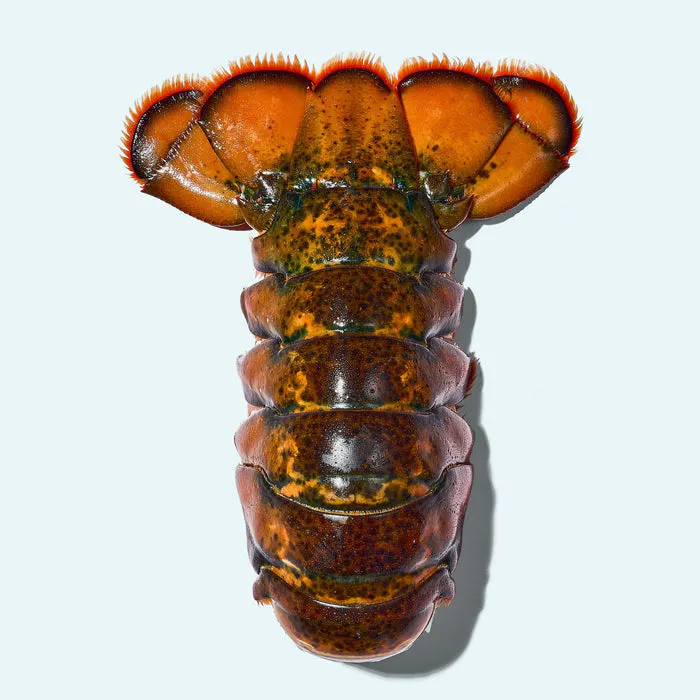 Mark's Holiday Lobster Tail Box for 8-10 by Get Maine Lobster - Alternate image 2