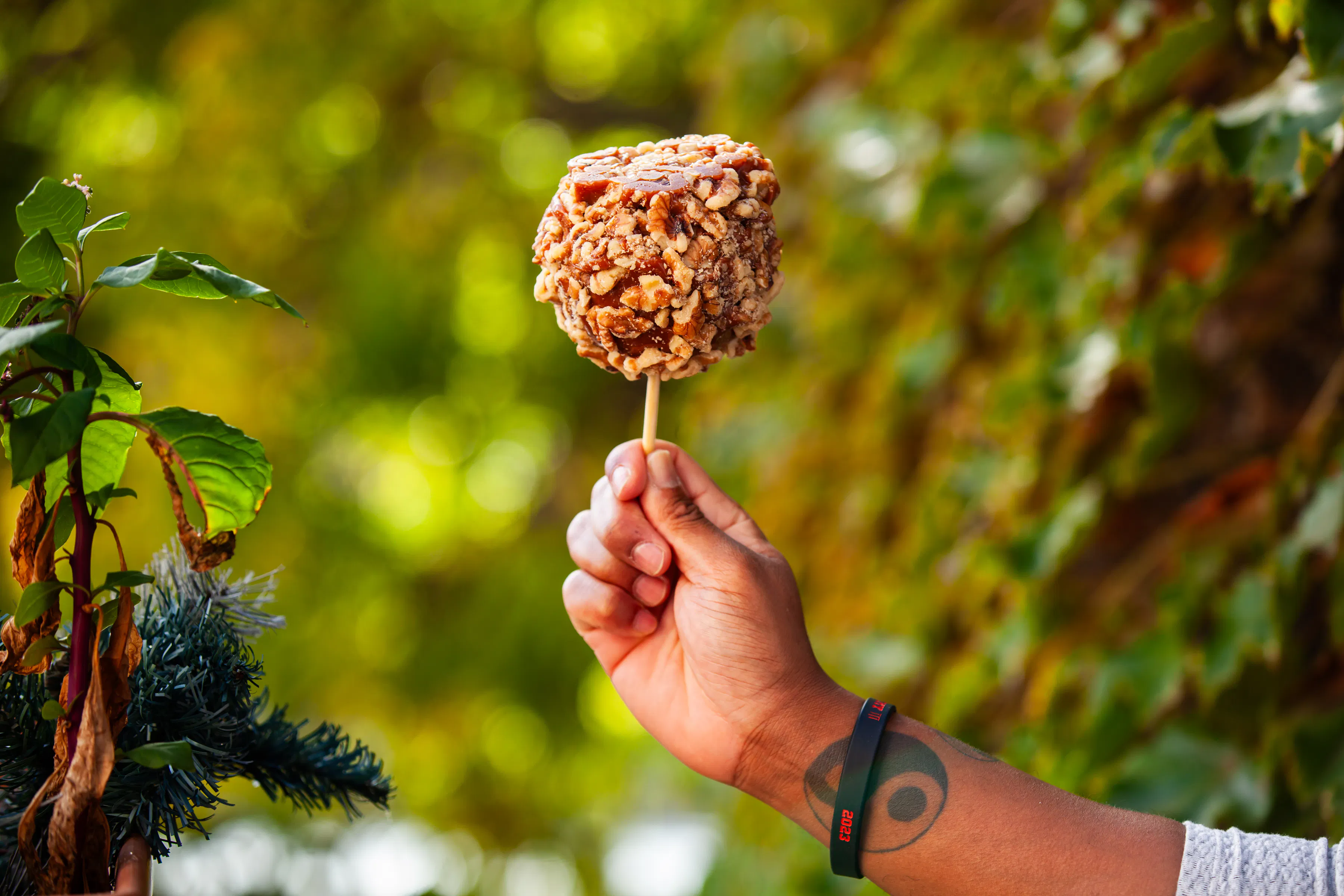 Gourmet Caramel-Dipped Apples - Choose Your Own 3 Pack by Bitoy's Sweet Treats - Alternate image 2