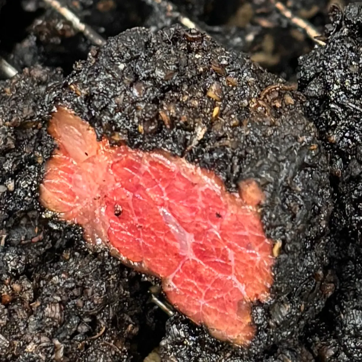 Pastrami Burnt Ends + Dipping Sauce - 2 lbs. by South Jersey Smoke House