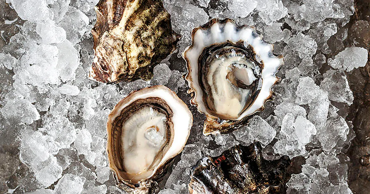 Hog Island Kumamotos by Hog Island Oyster Co. | Goldbelly