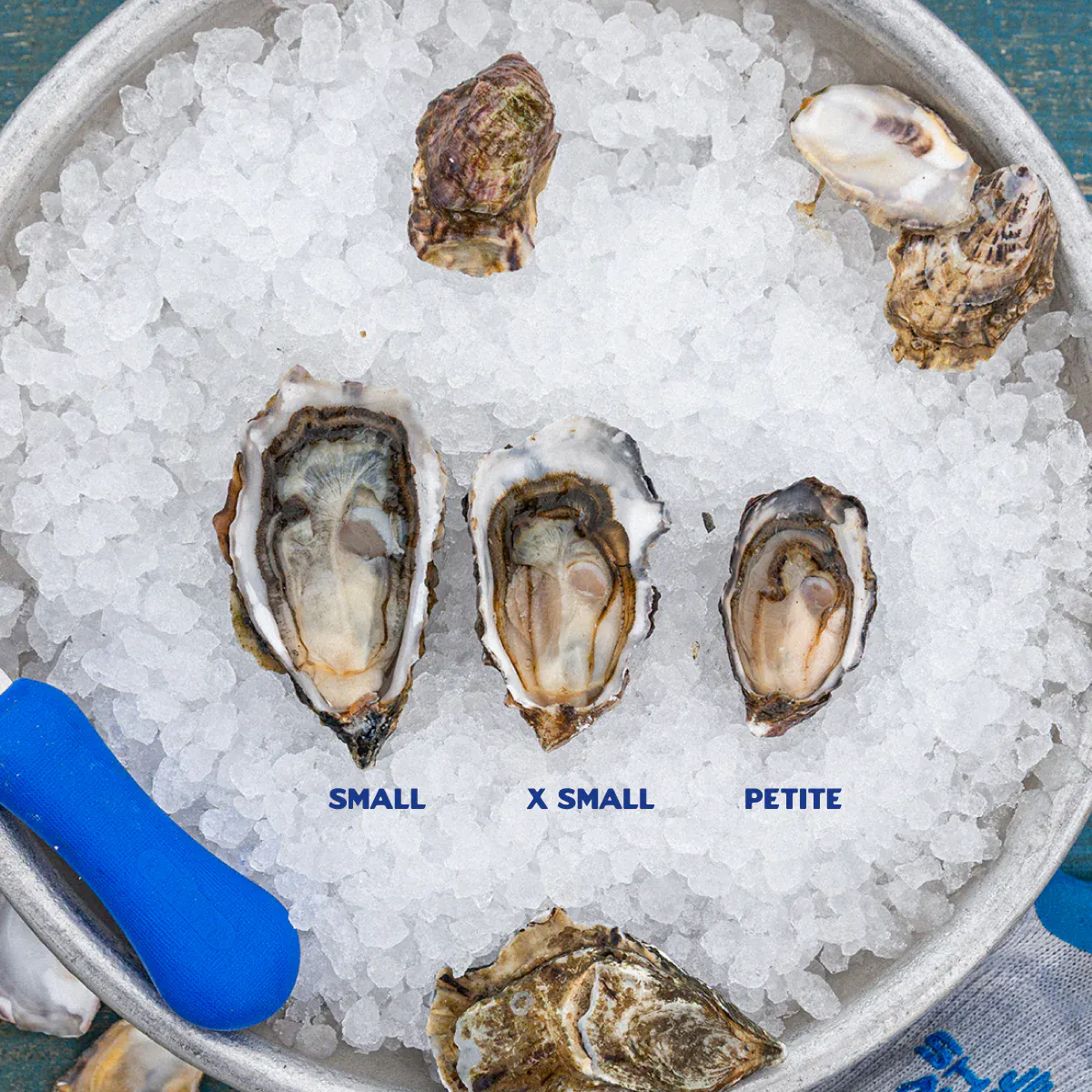 Hog Island Petites by Hog Island Oyster Co. - Alternate image 1