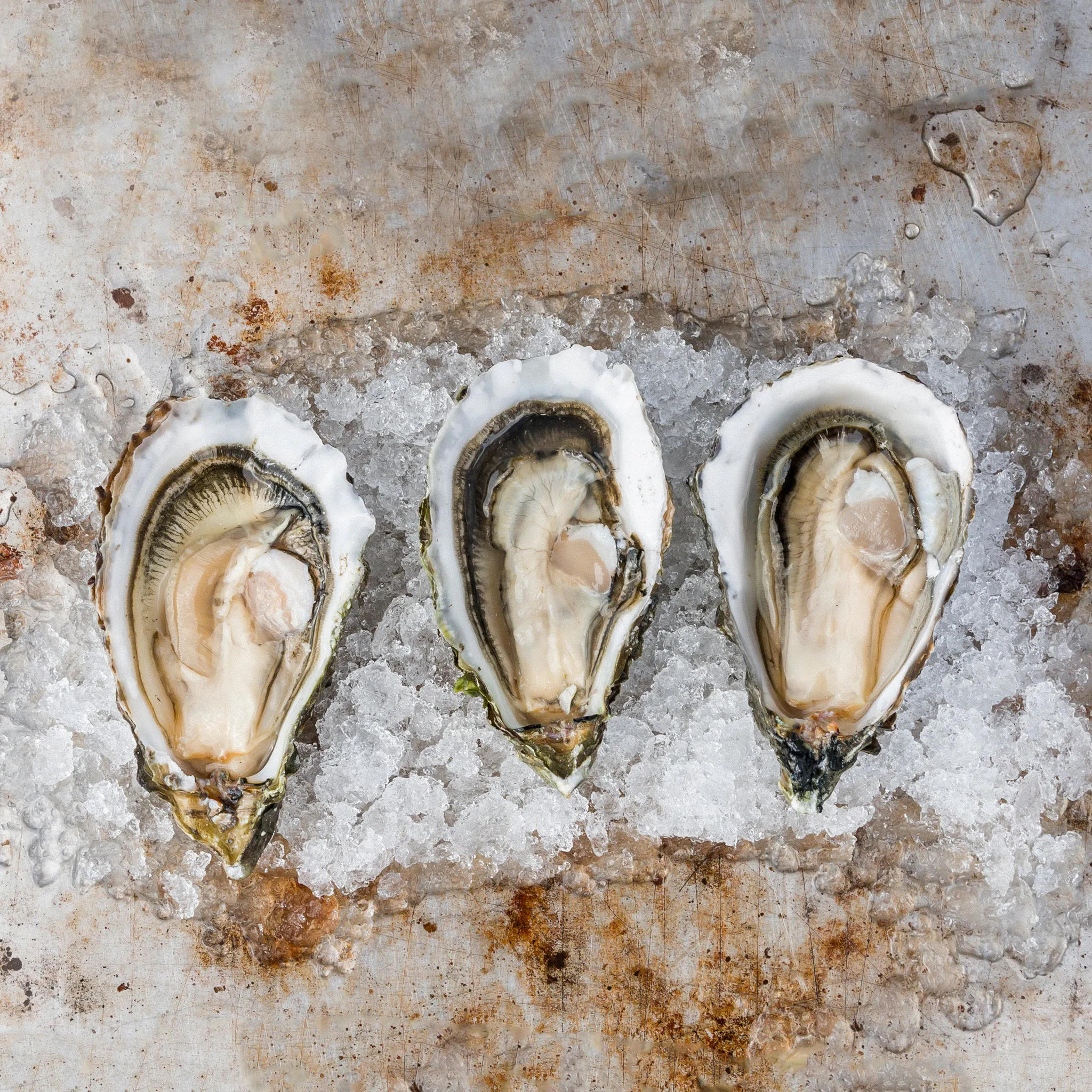Hog Island Sweetwaters (Small) by Hog Island Oyster Co.