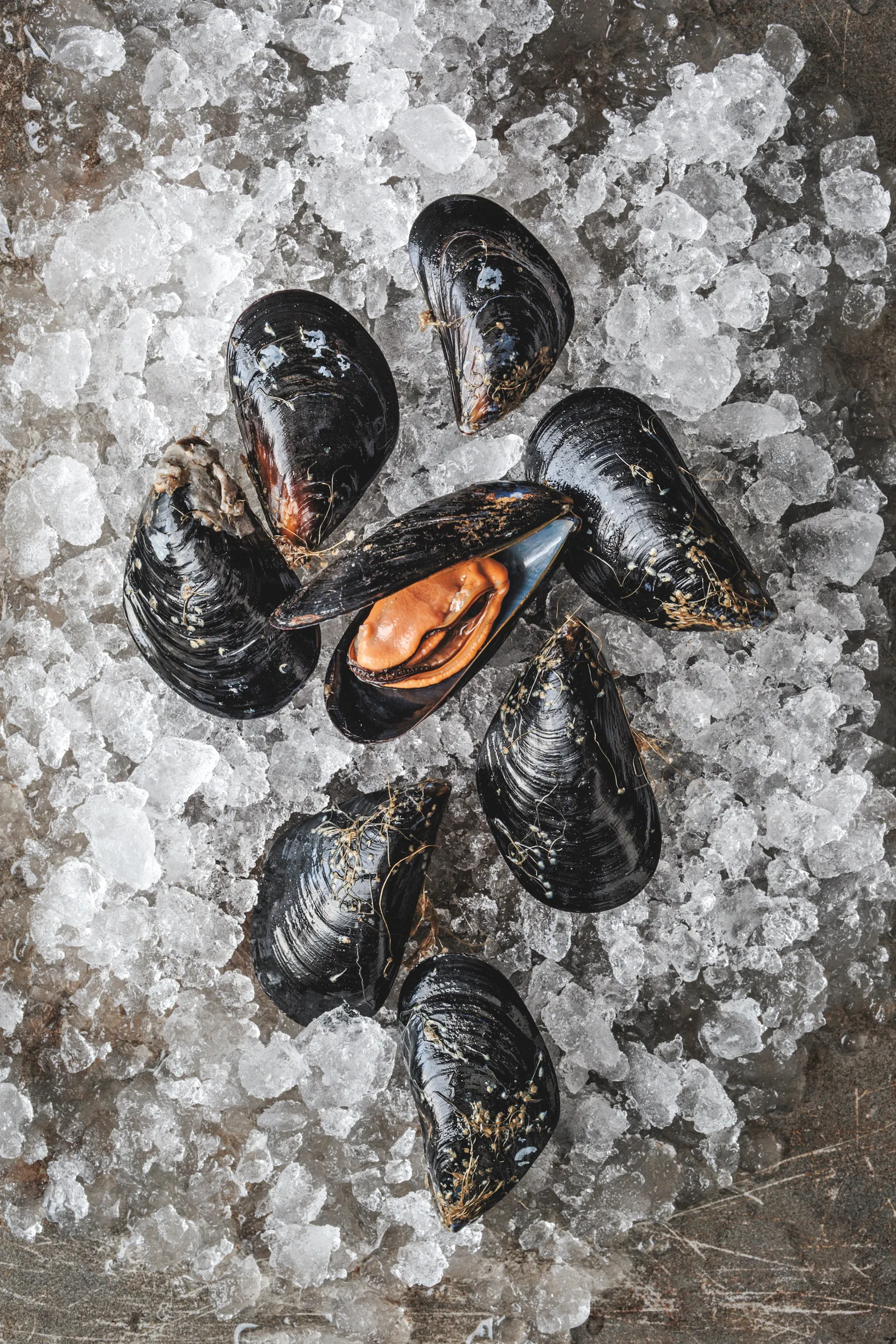 Mediterranean Mussels by Hog Island Oyster Co.