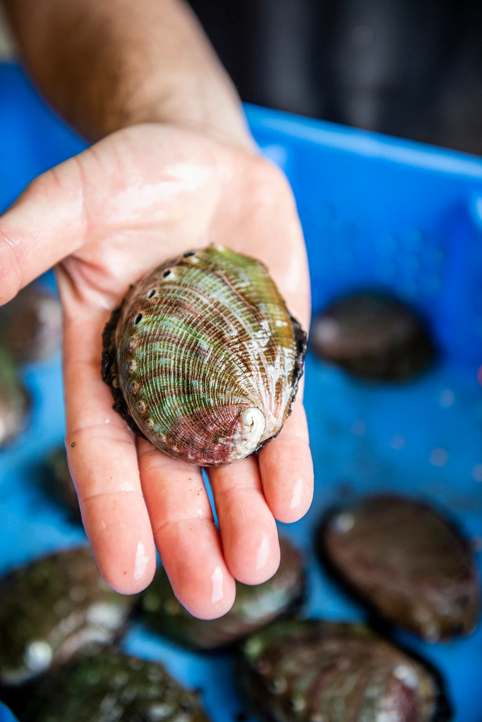 Red Abalone - 2 Pack by Hog Island Oyster Co. - Alternate image 1