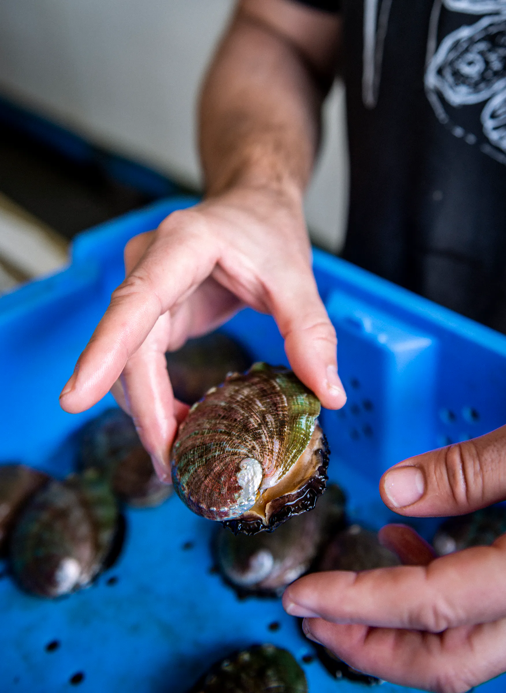 Red Abalone - 2 Pack by Hog Island Oyster Co. - Alternate image 2