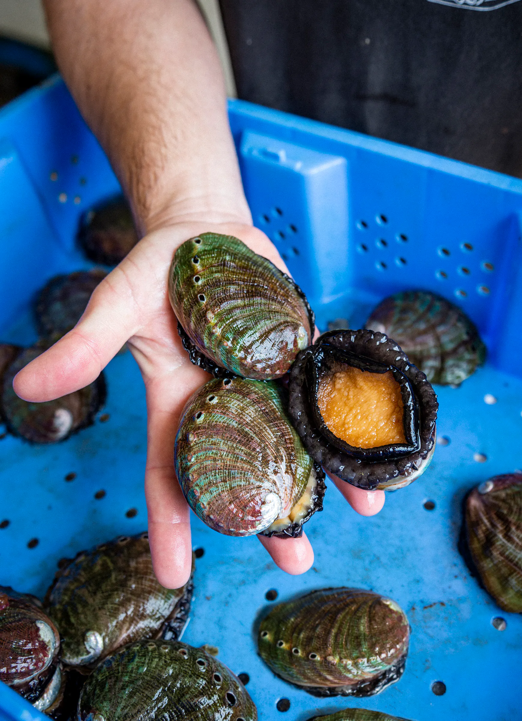 Red Abalone - 2 Pack by Hog Island Oyster Co.