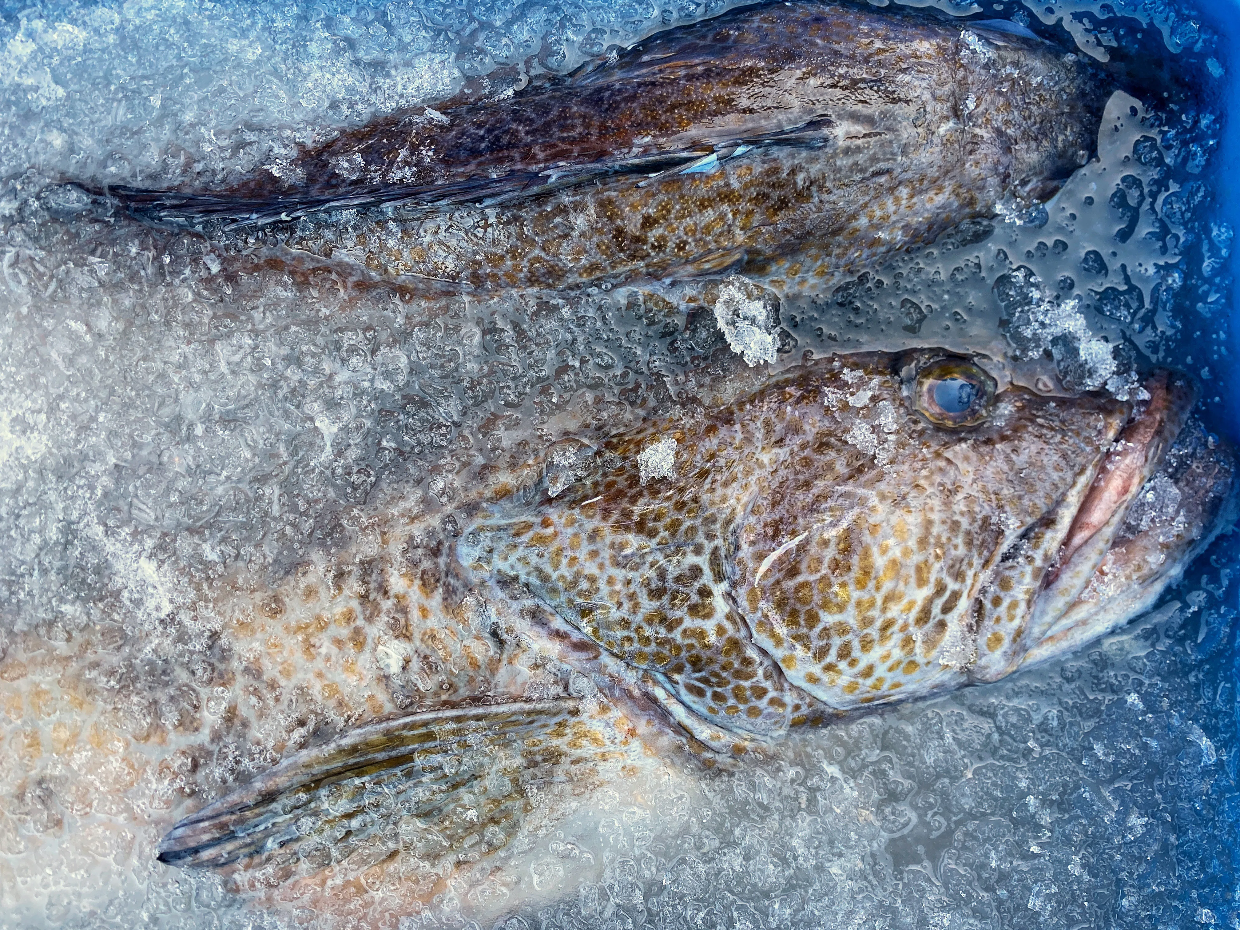 Lingcod by Hog Island Oyster Co. - Alternate image 2