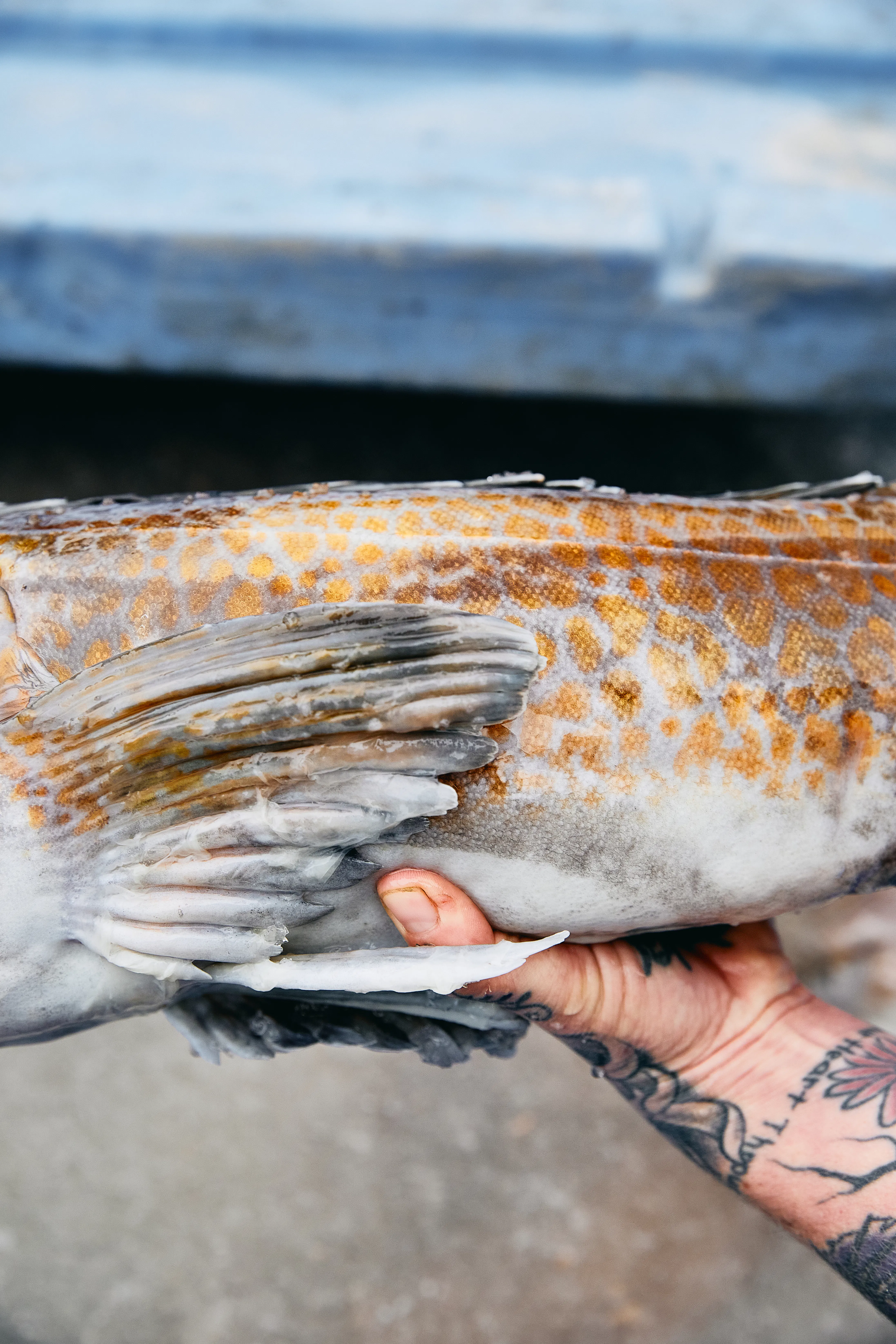 Lingcod by Hog Island Oyster Co. - Alternate image 3