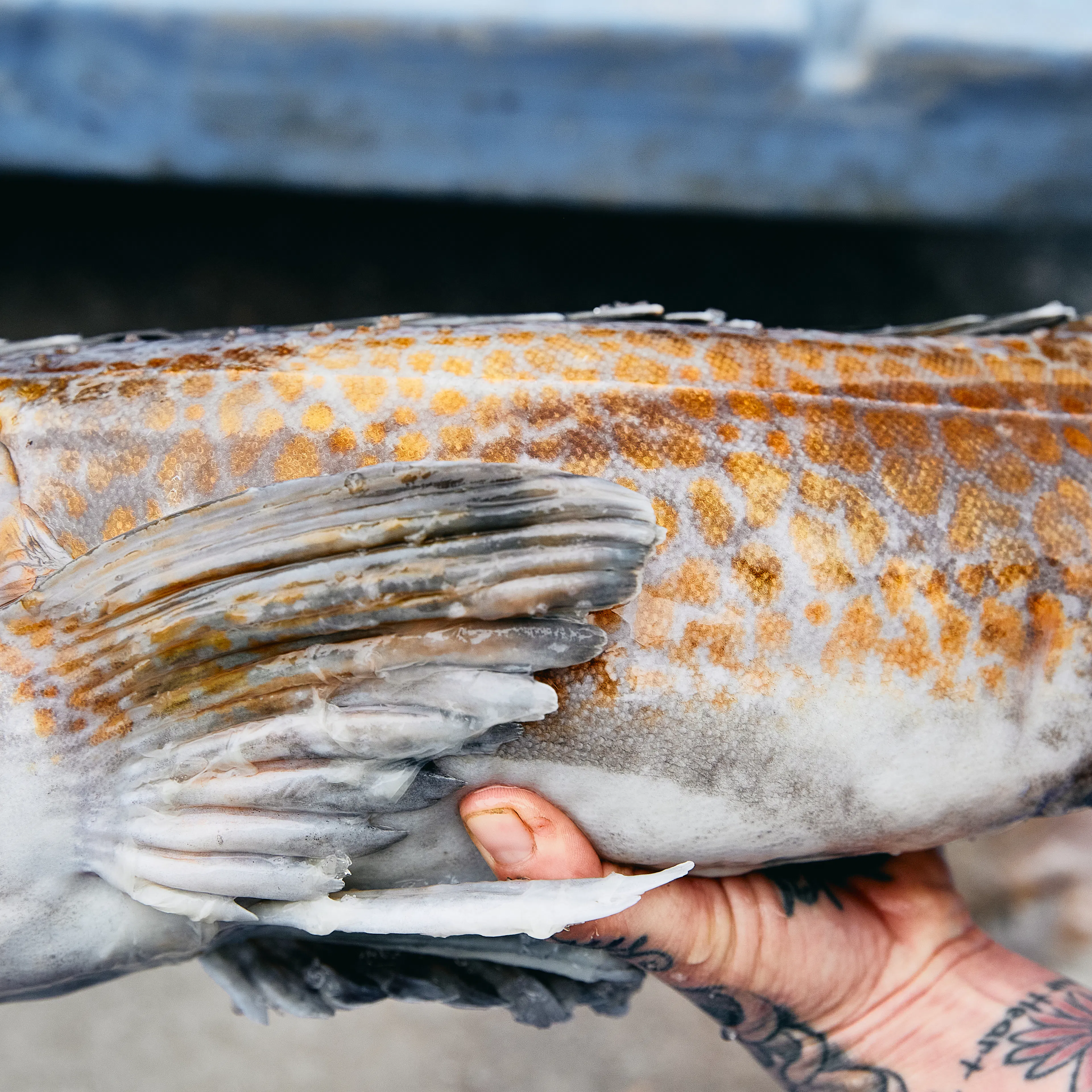 Lingcod by Hog Island Oyster Co. - Alternate image 3