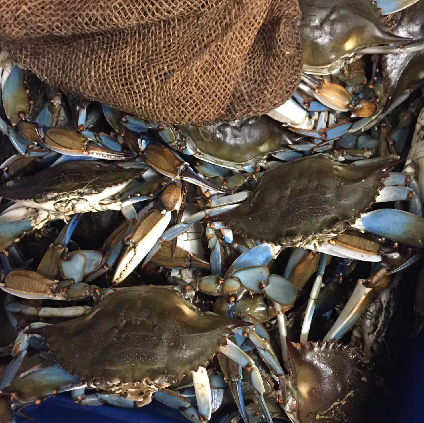 World Famous Garlic Crabs by Rustic Inn Crabhouse - Alternate image 1