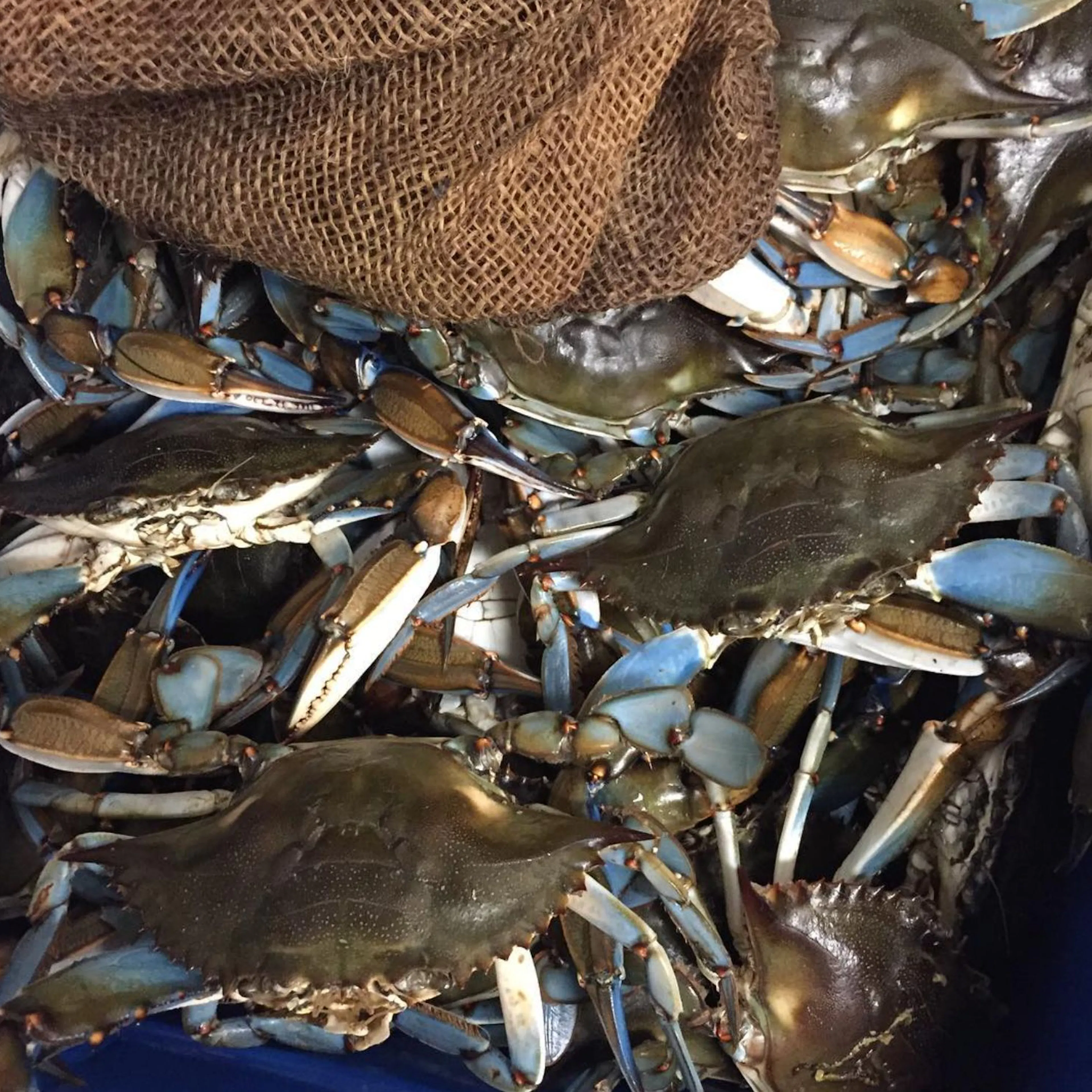 World Famous Garlic Crabs by Rustic Inn Crabhouse - Alternate image 1