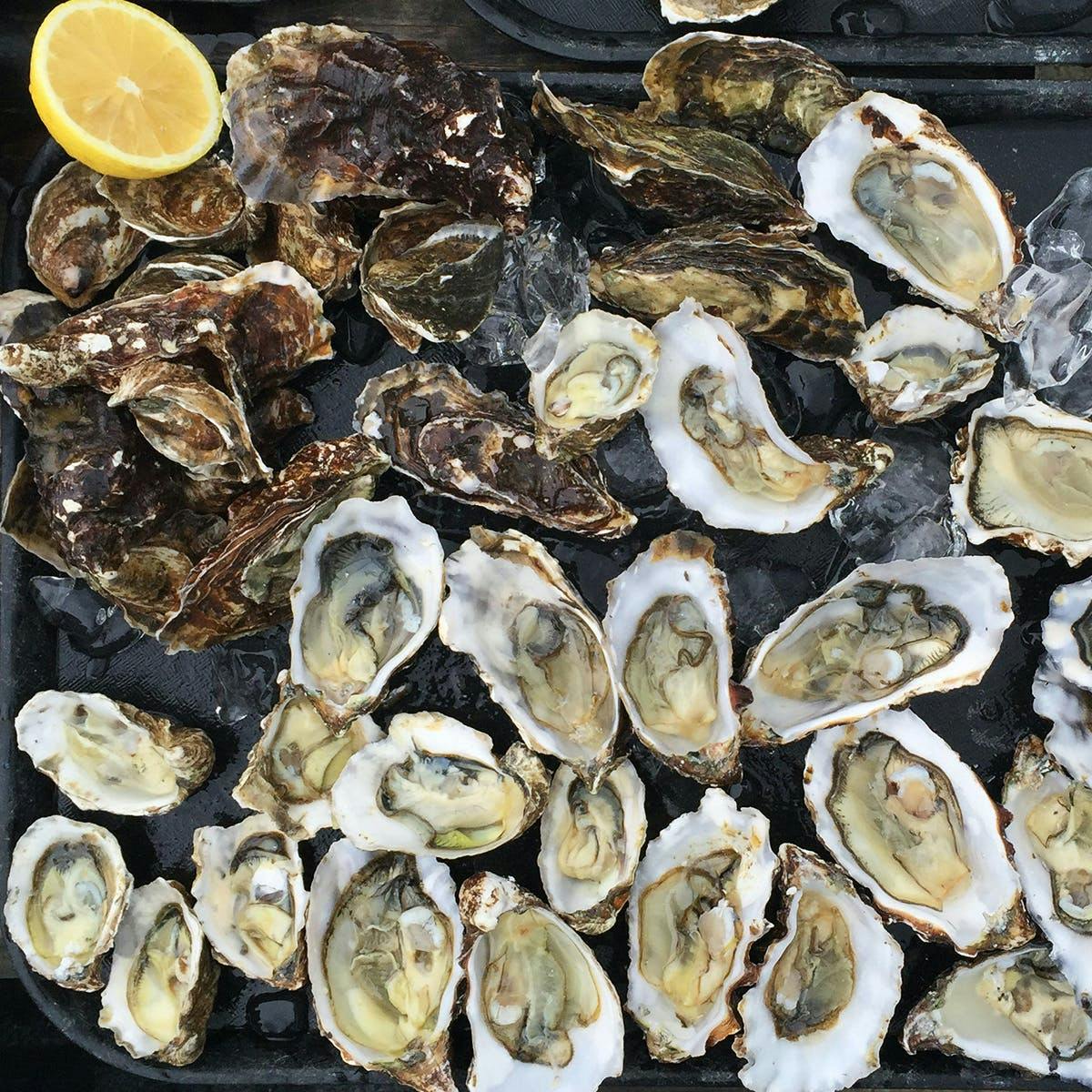 Rappahannock River Oysters - 100 count by Rappahannock River Oysters - Alternate image 1