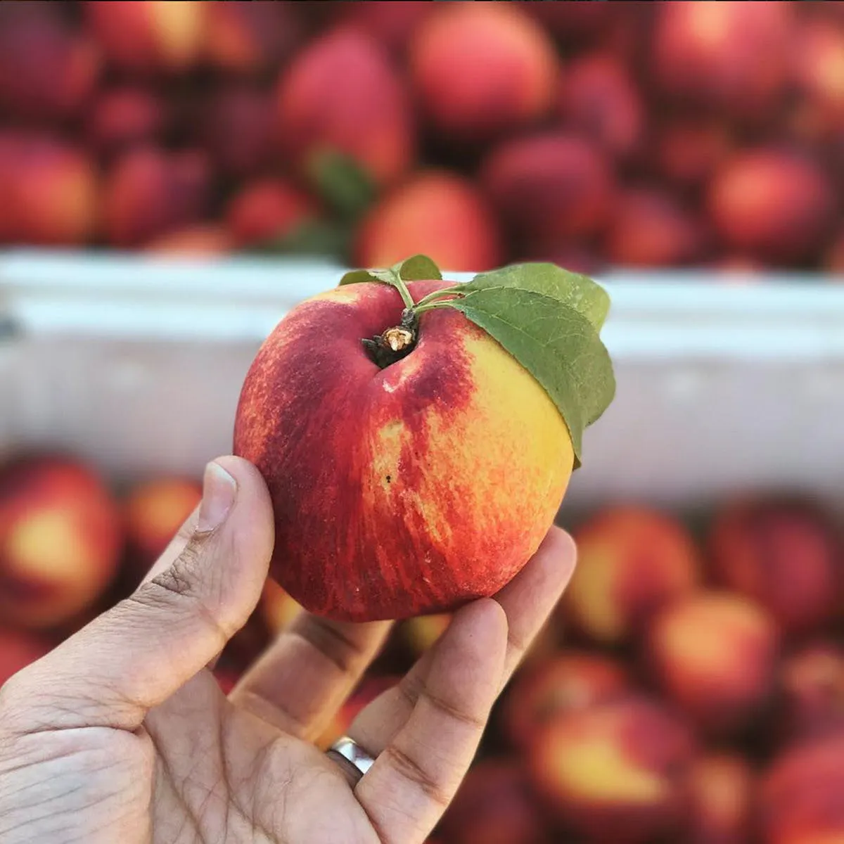 Organic Yellow Nectarines by Frog Hollow Farm - Alternate image 4