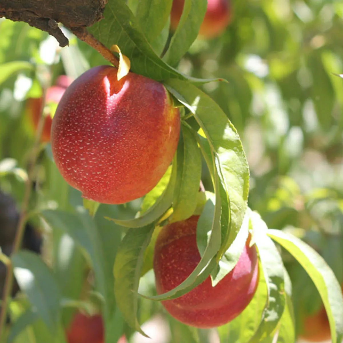 Organic Yellow Nectarines by Frog Hollow Farm - Alternate image 1