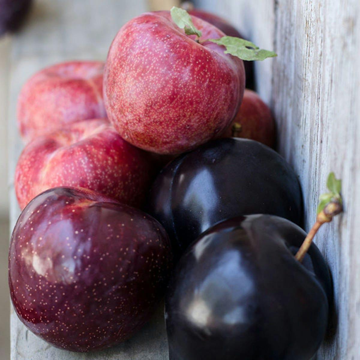 Organic Pluots by Frog Hollow Farm