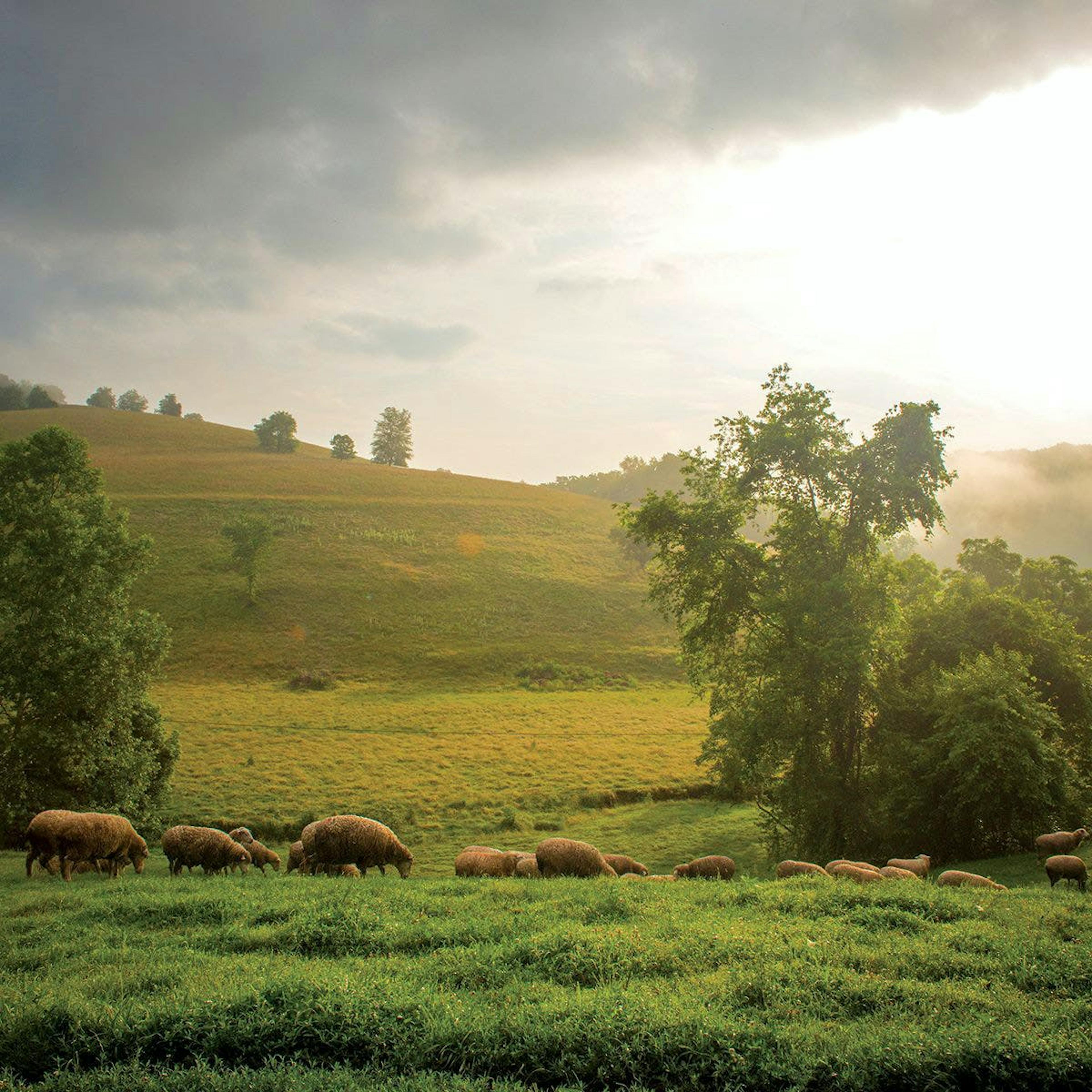 Lamb Loin Roast by Pure Bred Lamb by Chef Thomas Keller & Keith Martin - Alternate image 5