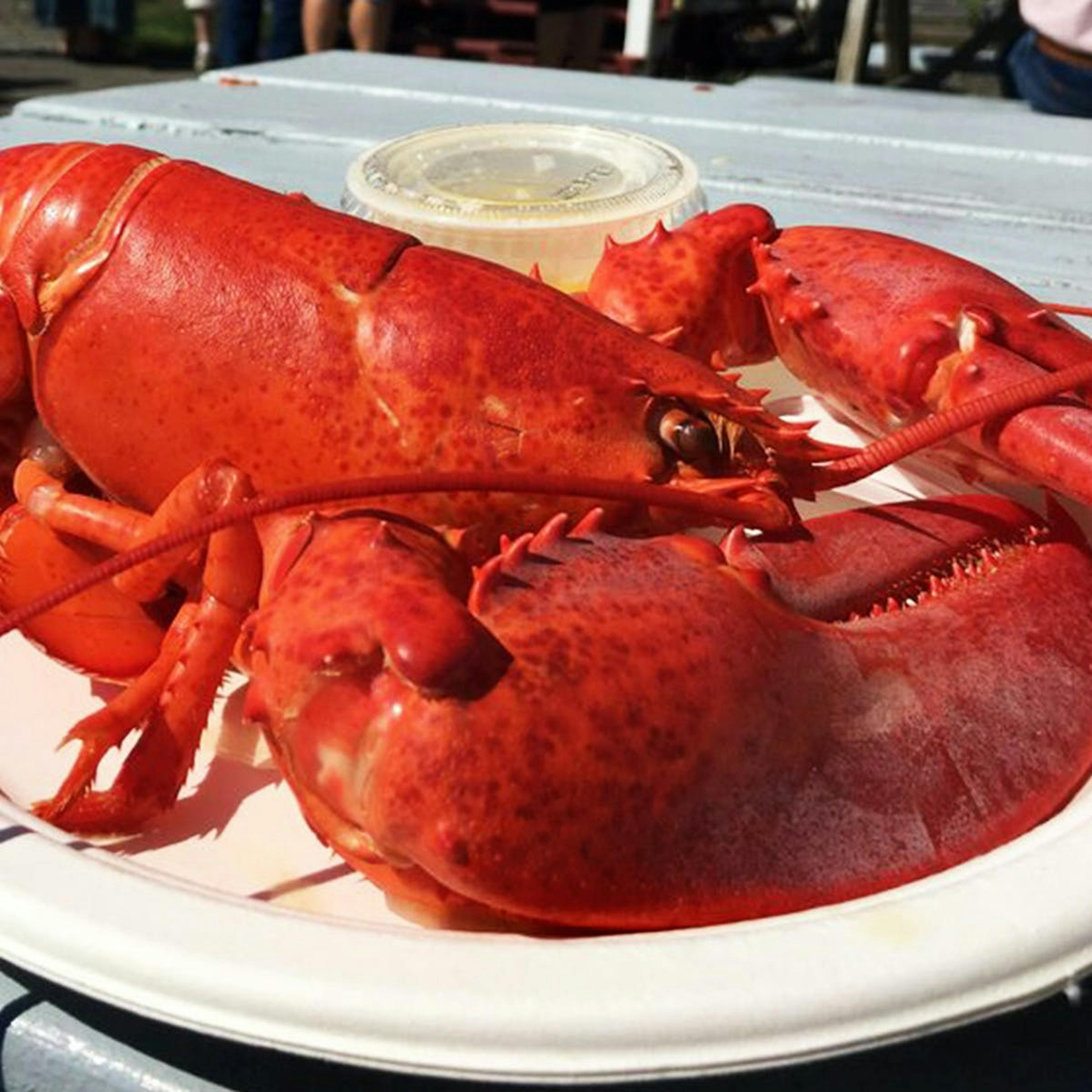 3 lb. Lobster by McLoons Lobster Shack - Alternate image 3