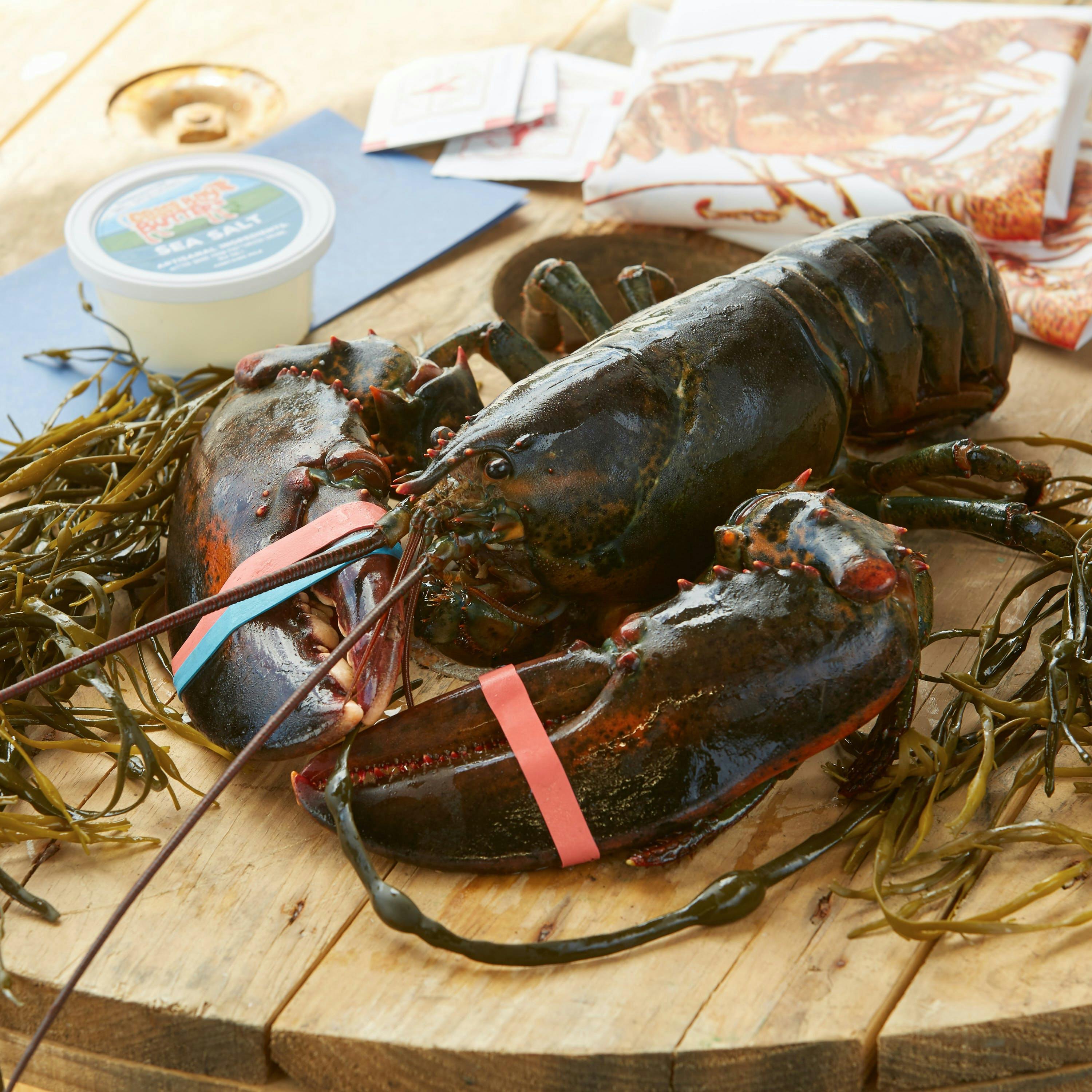 Buy Live 3 Pound Maine Lobsters Online
